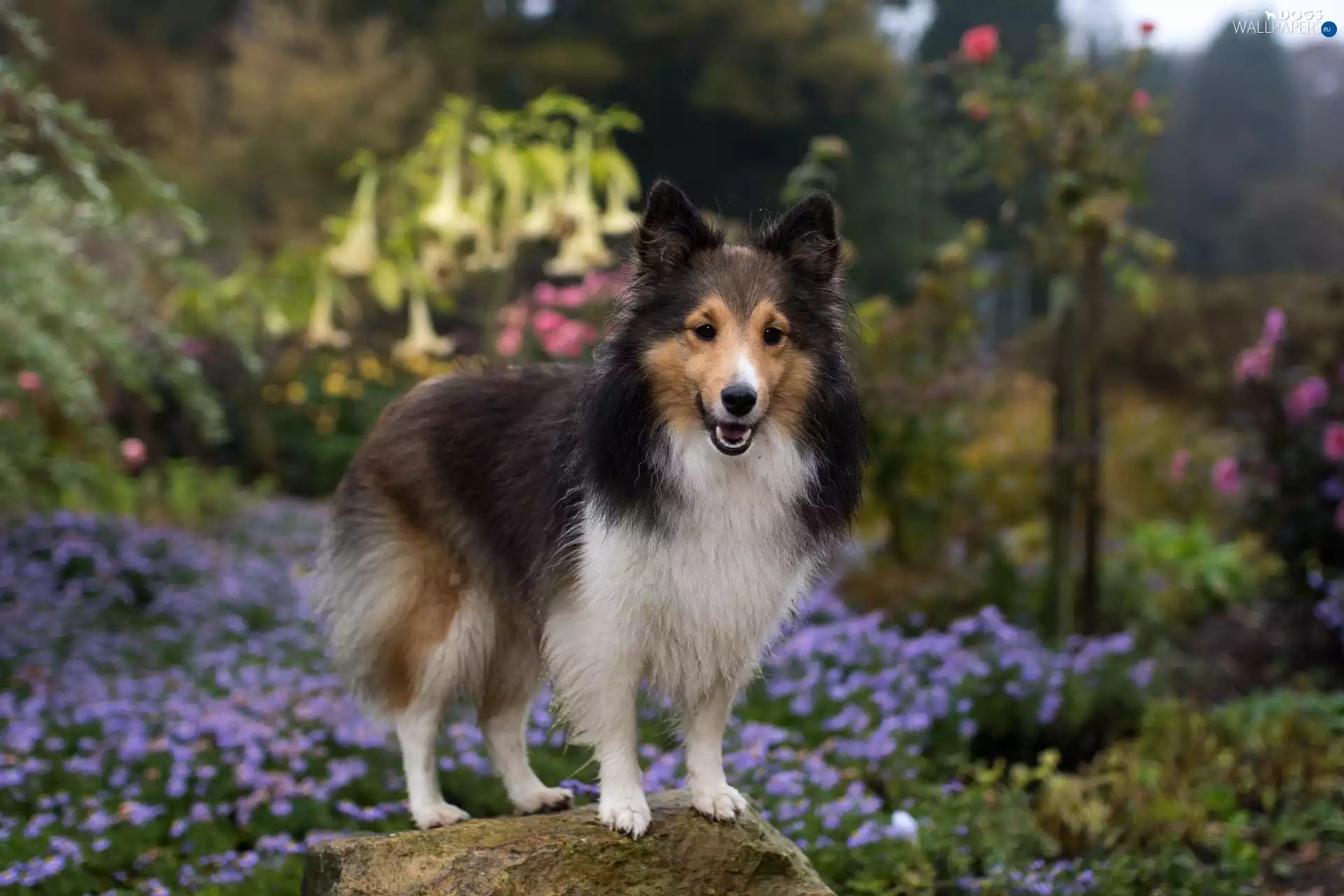 Stone, dog, shetland Sheepdog