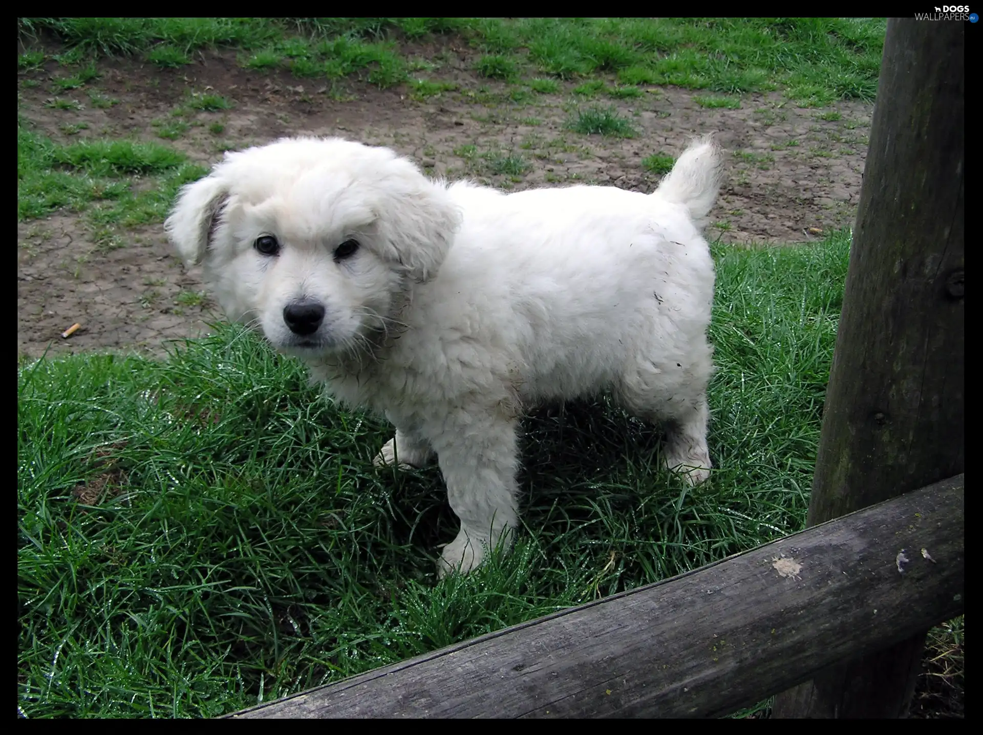 Tatra Sheepdog, Puppy