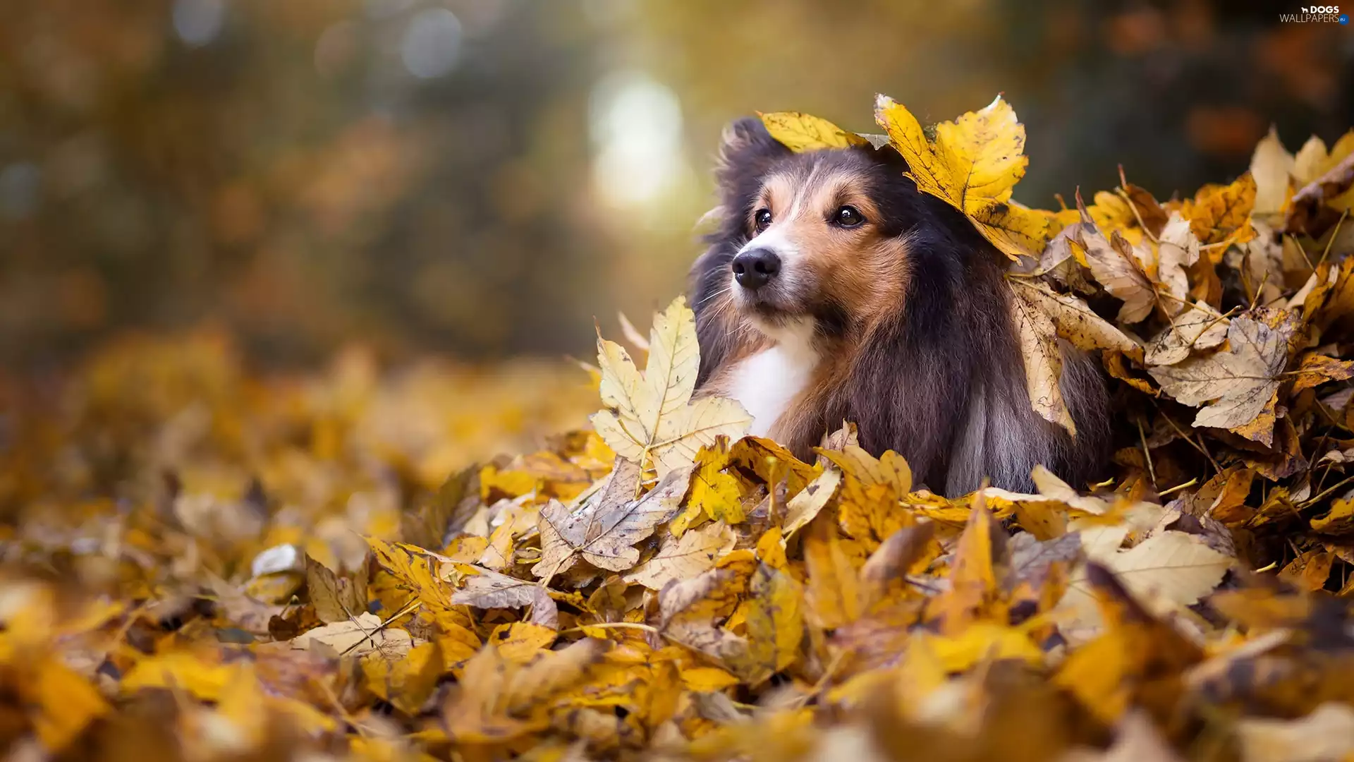 shetland Sheepdog, Yellow, Leaf, autumn