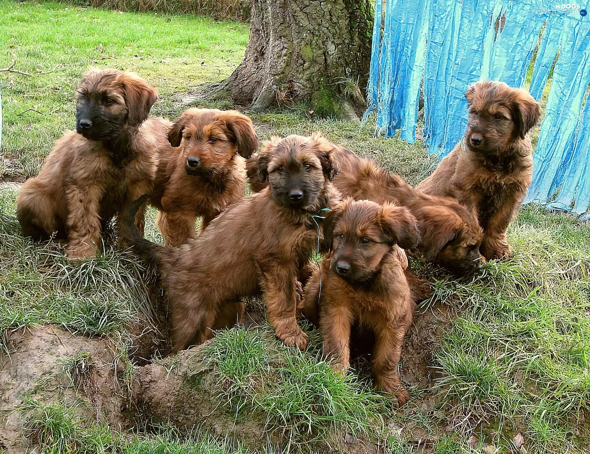 French Sheepdogs briards, sweet, puppies