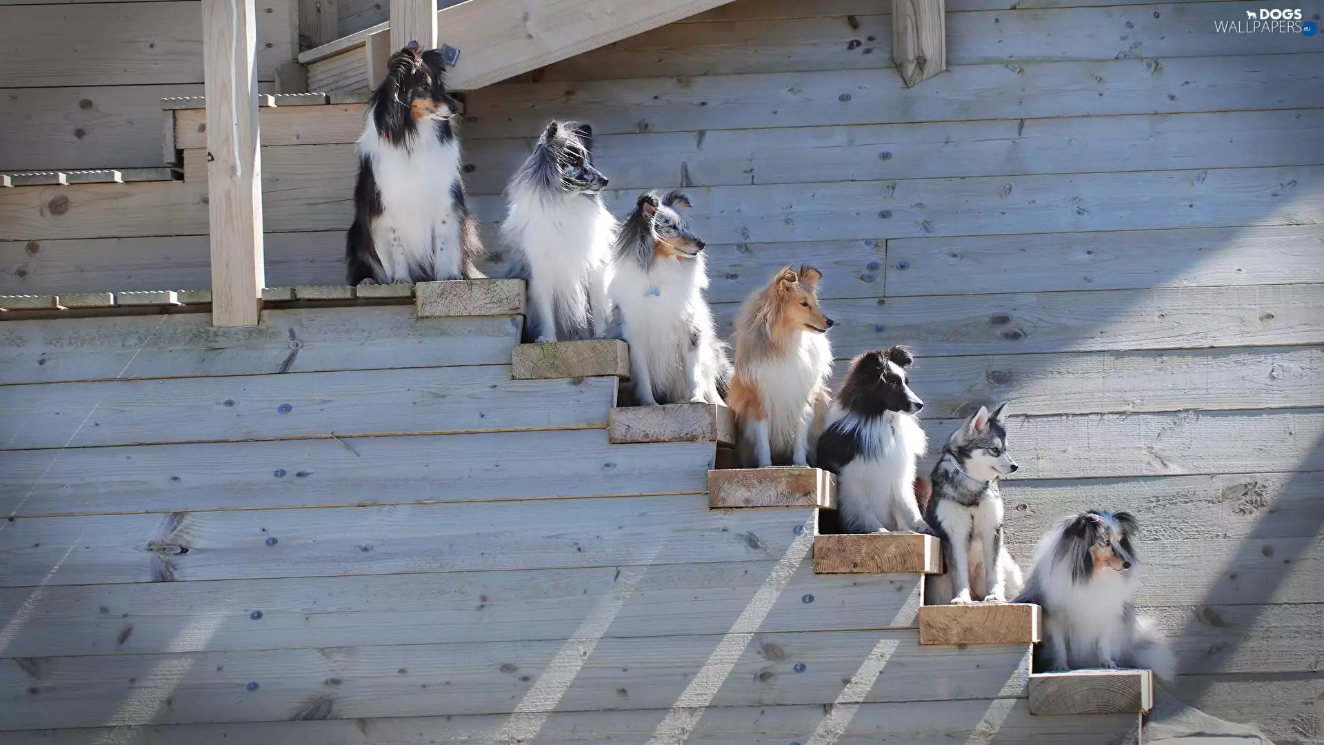 wood, Stairs, Shetland Sheepdogs, mongrel, Dogs
