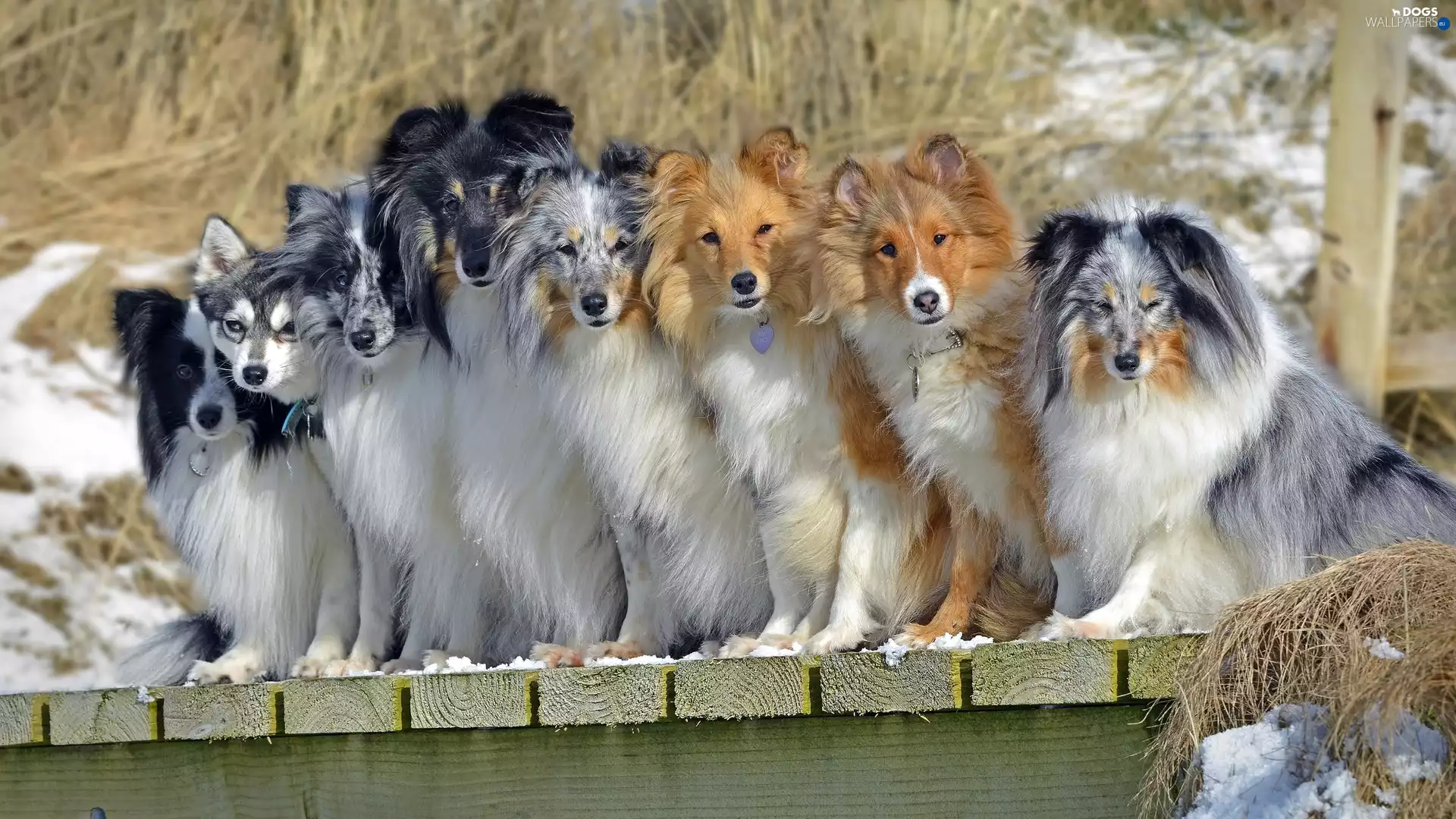 kundalini, Dogs, Shetland Sheepdogs