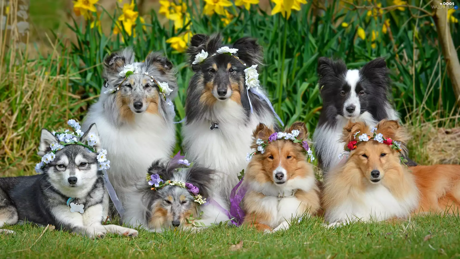 Wreaths, Flowers, Shetland Sheepdogs, Border Collie, Dogs