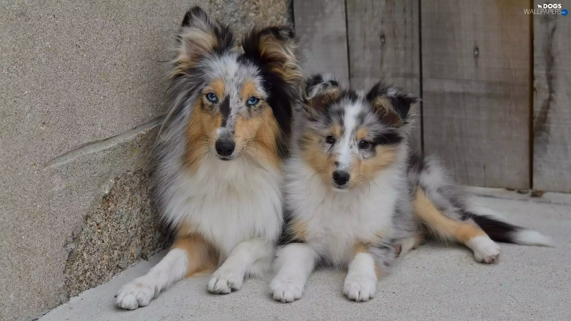 Shetland Sheepdogs, Two cars, Dogs