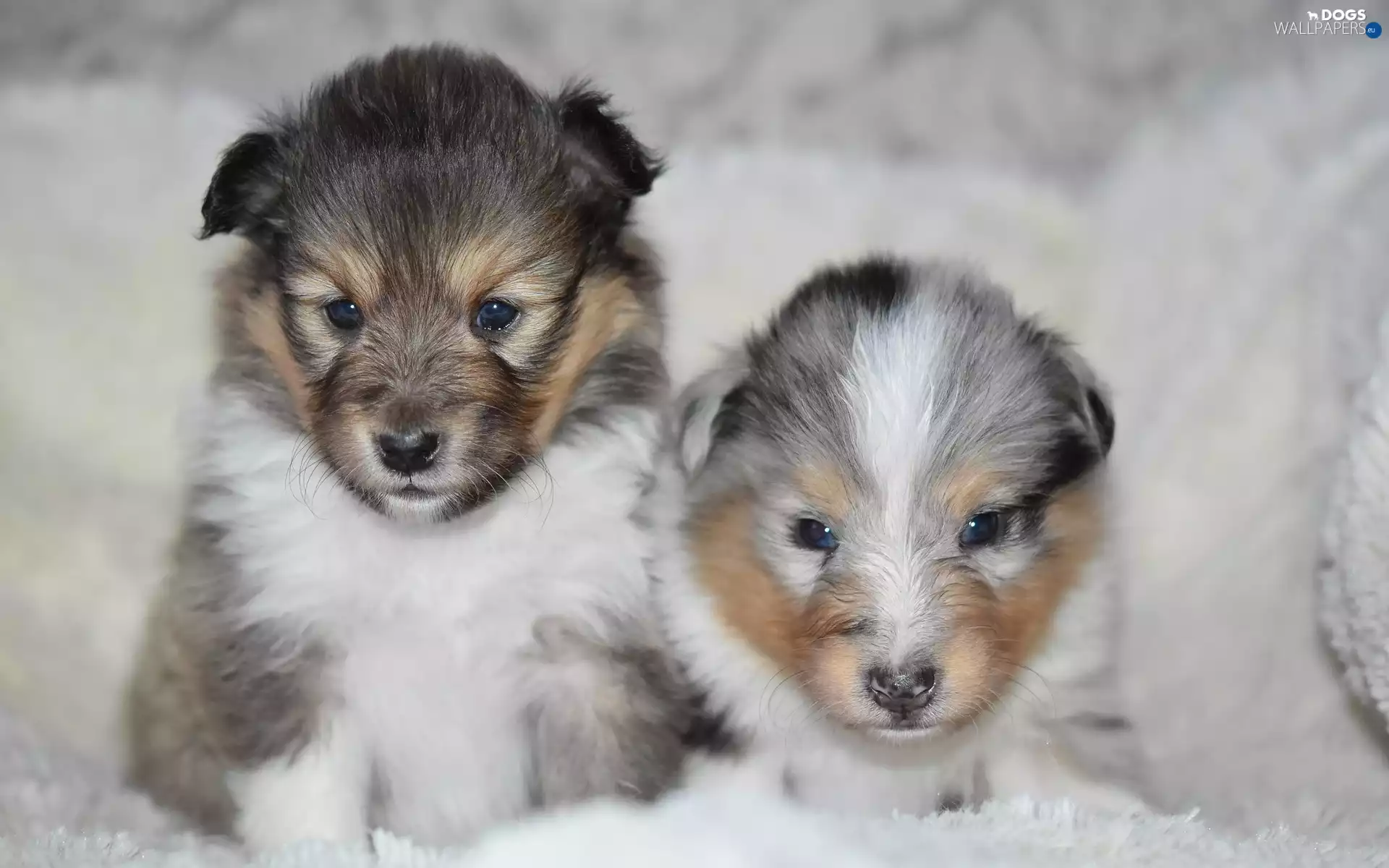 Shetland Sheepdogs, Two cars, puppies