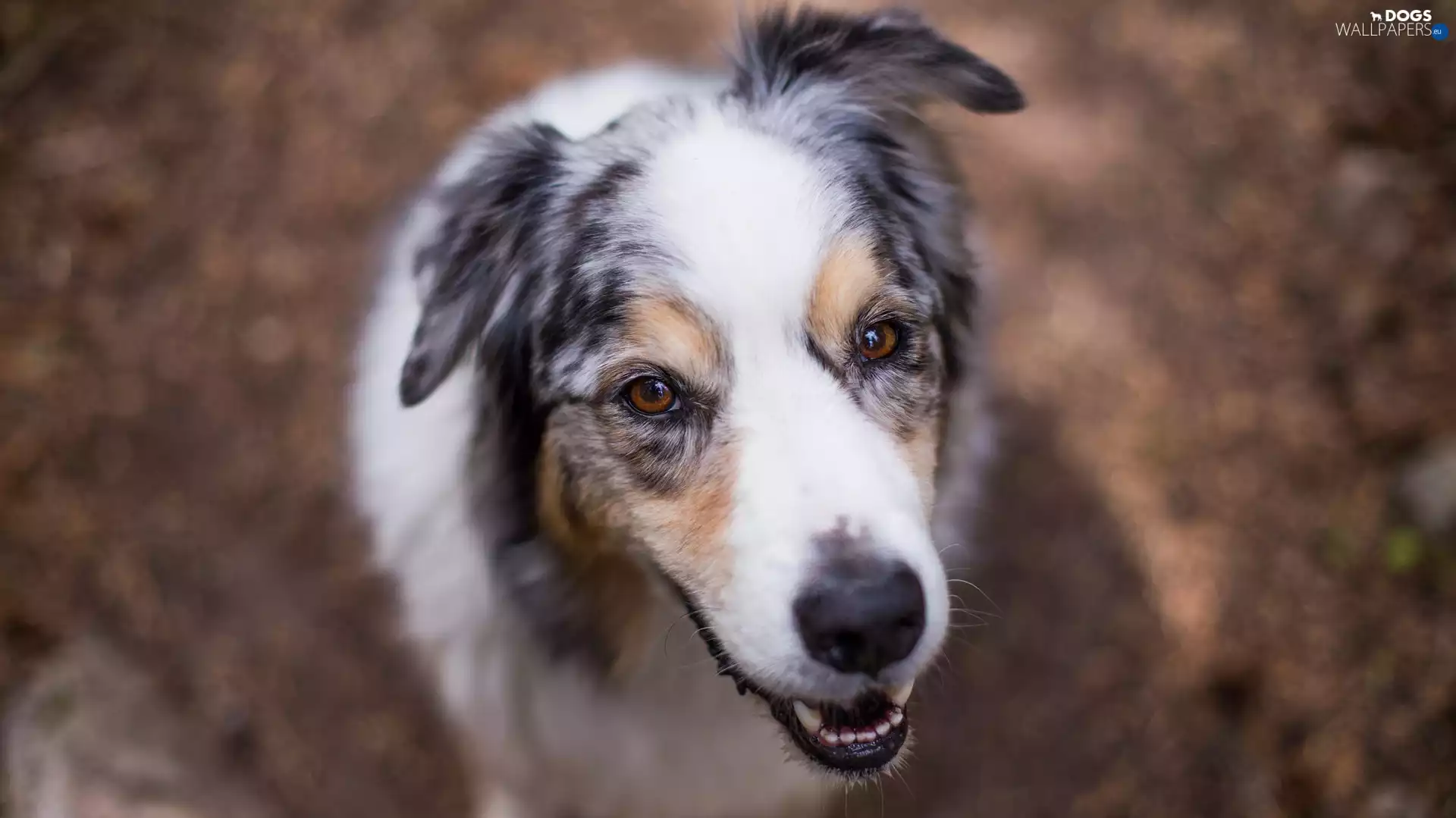 Australian Shepherd, Australian Shepherd