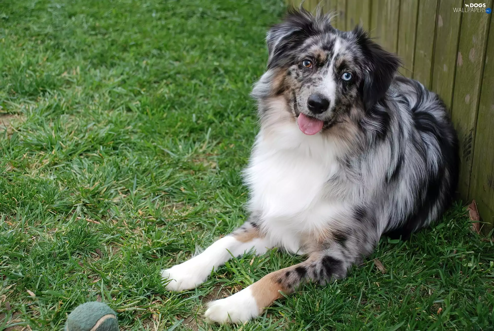Australian Shepherd, Australian Shepherd