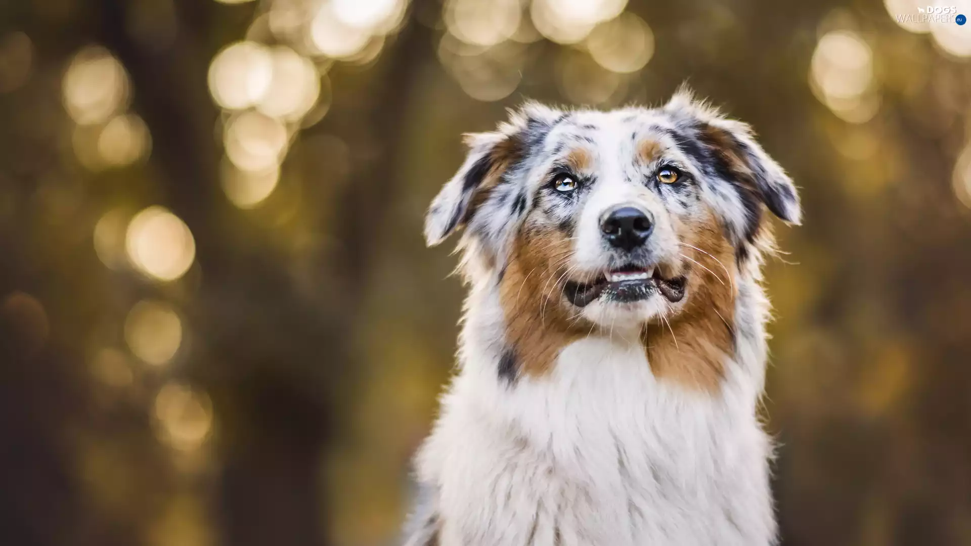 Australian Shepherd, Australian Shepherd