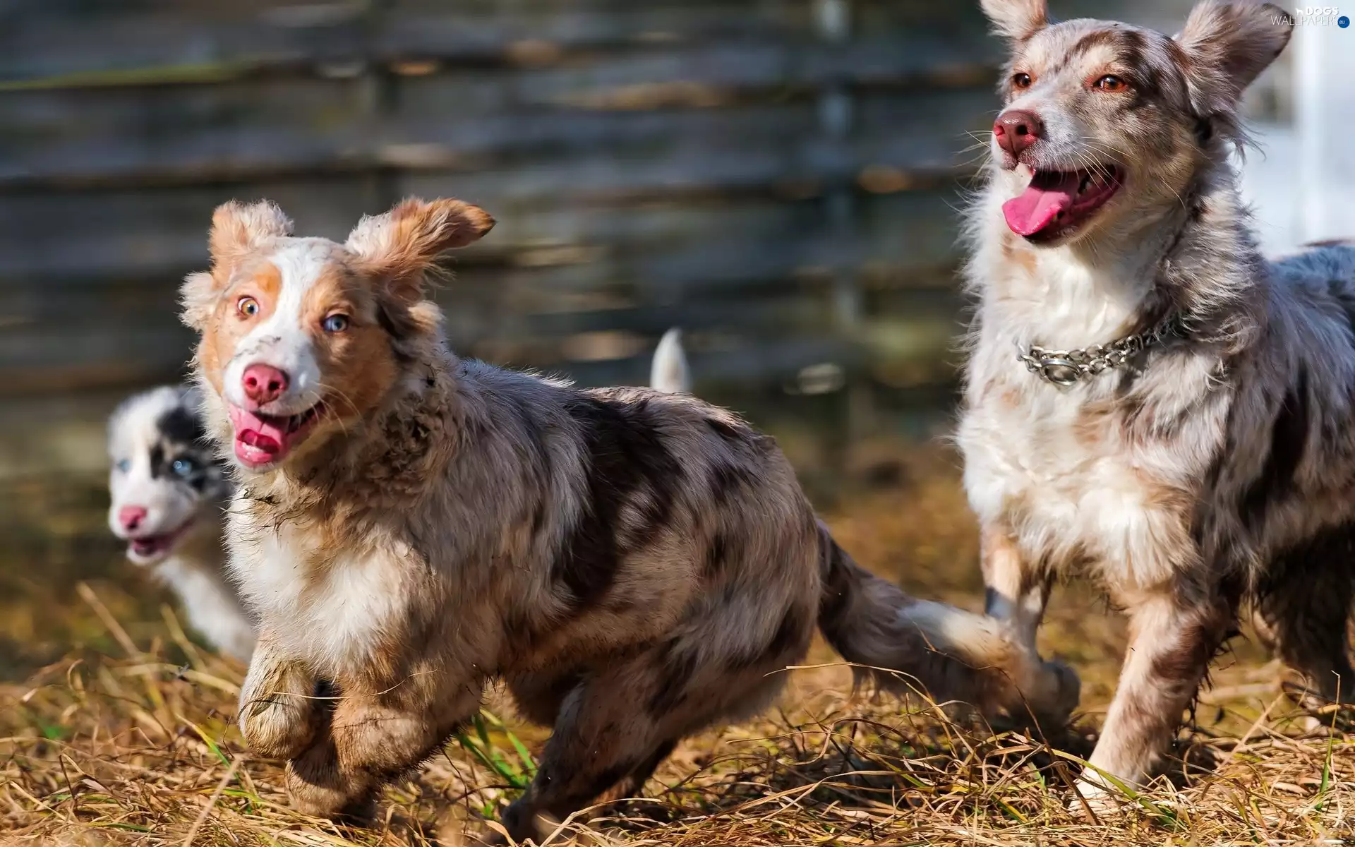 Australian Shepherds, Australian Shepherd