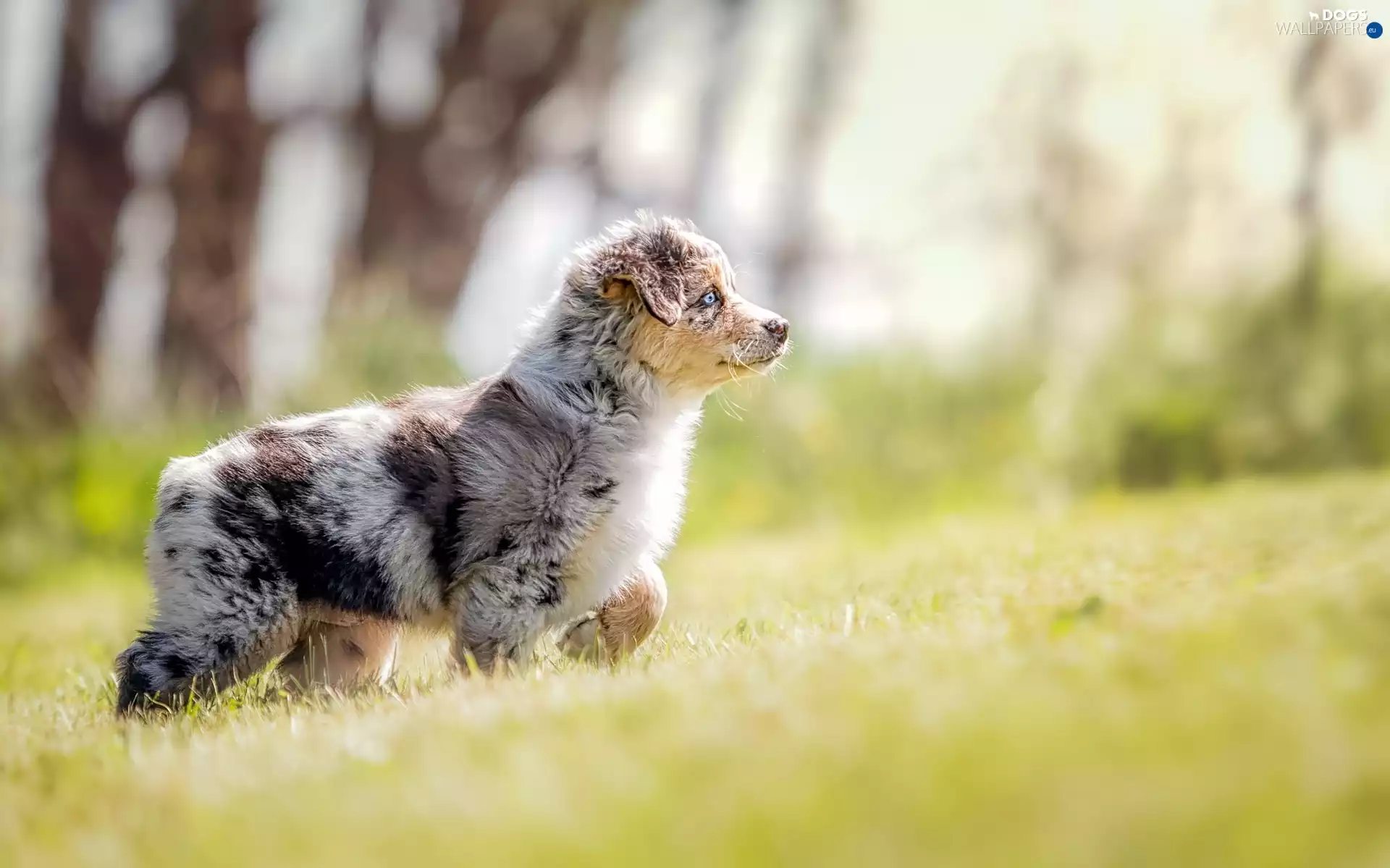 Meadow, grass, Australian Shepherd, Puppy, Australian Shepherd