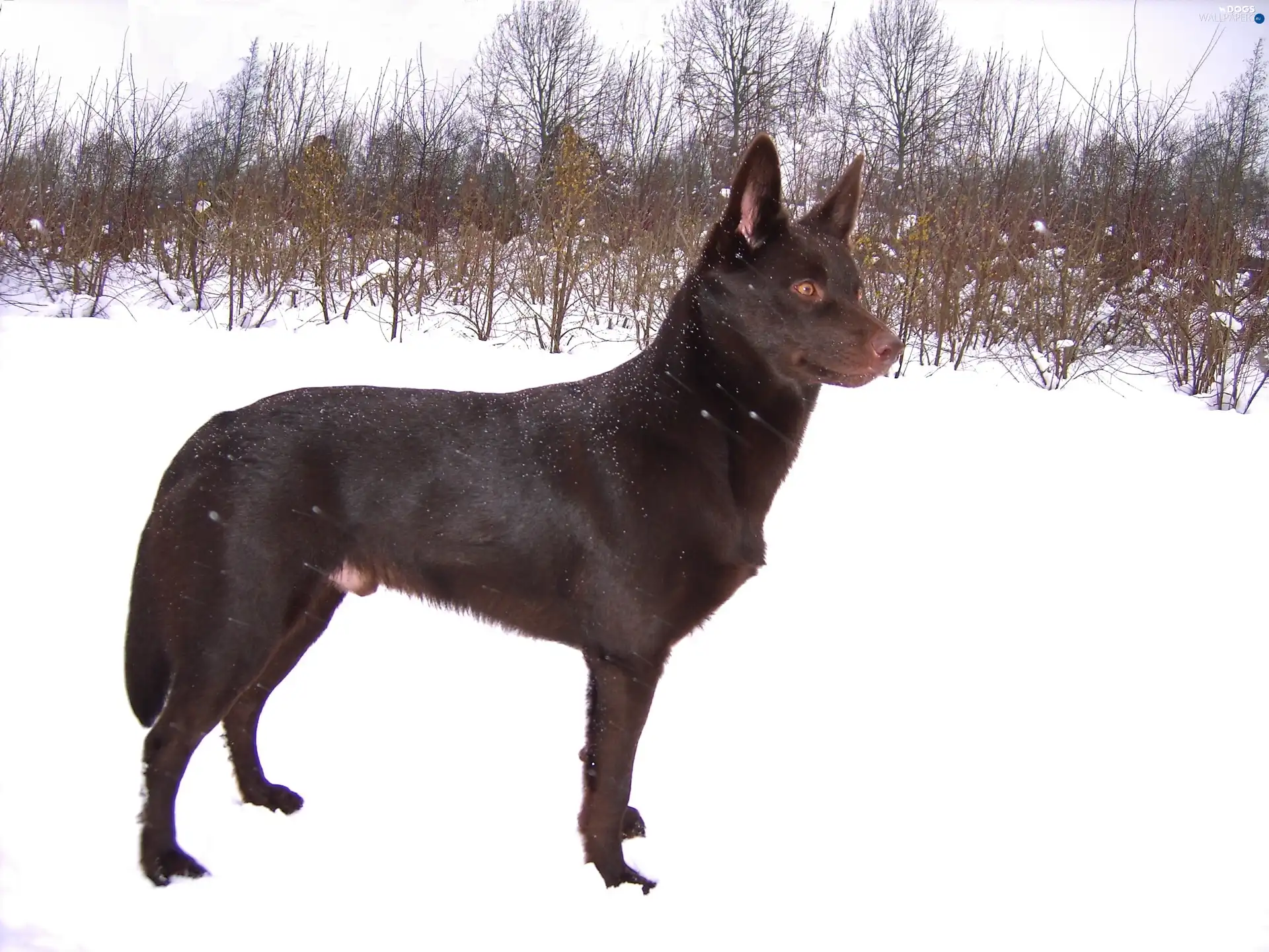 Australian Shepherd - Kelpie