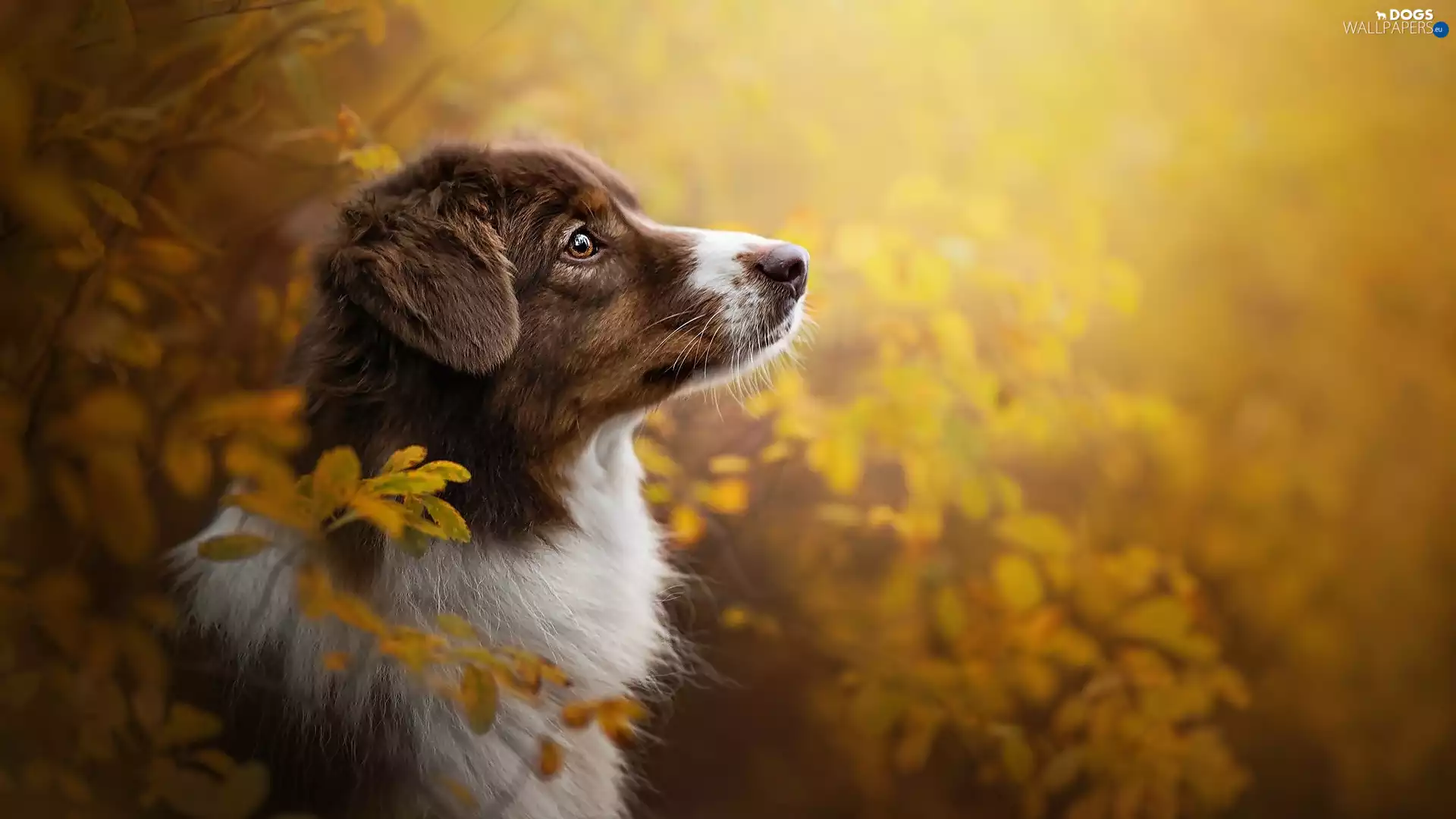 muzzle, Leaf, Australian Shepherd, Australian Shepherd, dog