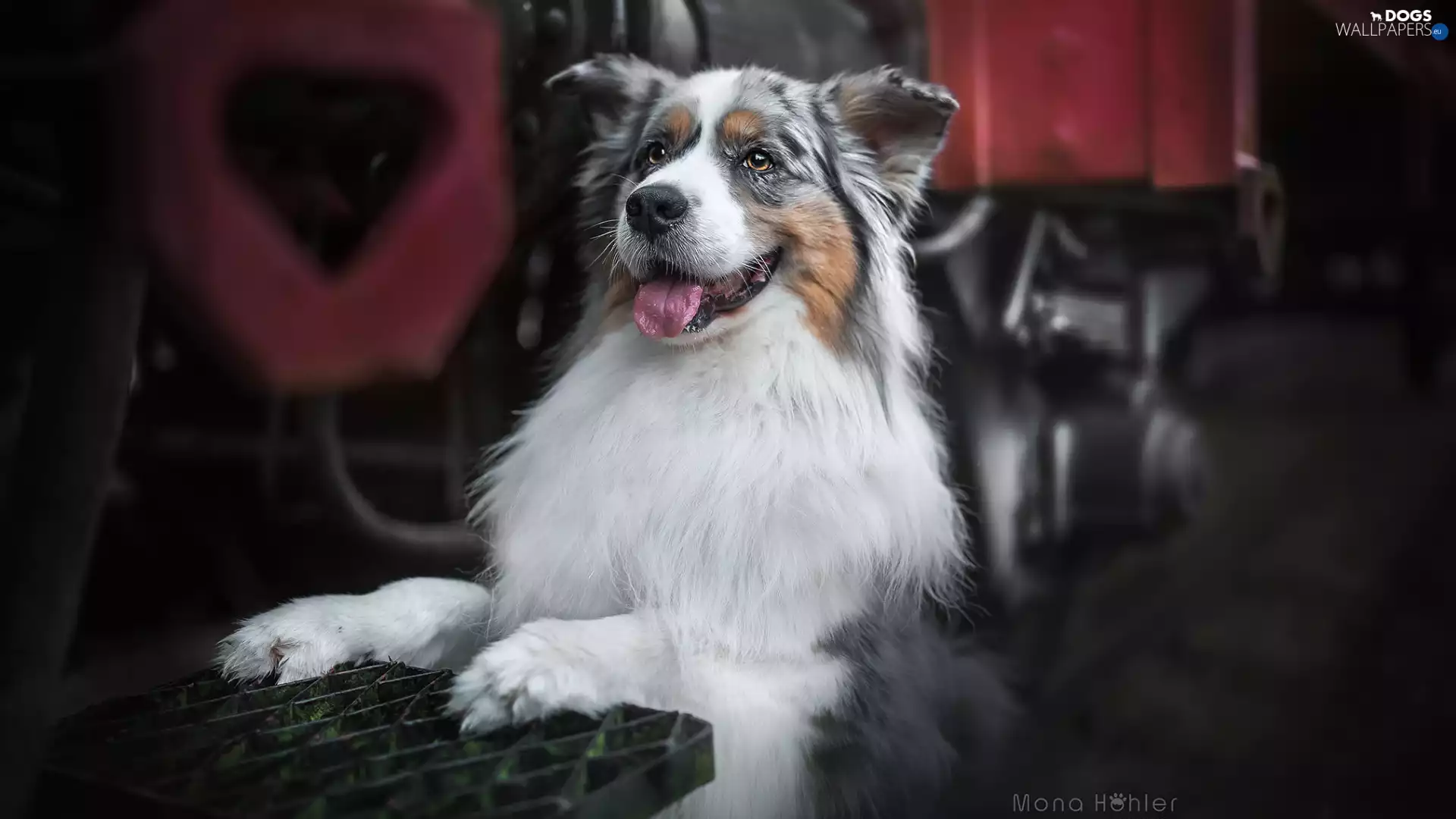 Metal, Pane, Australian Shepherd, Australian Shepherd, dog