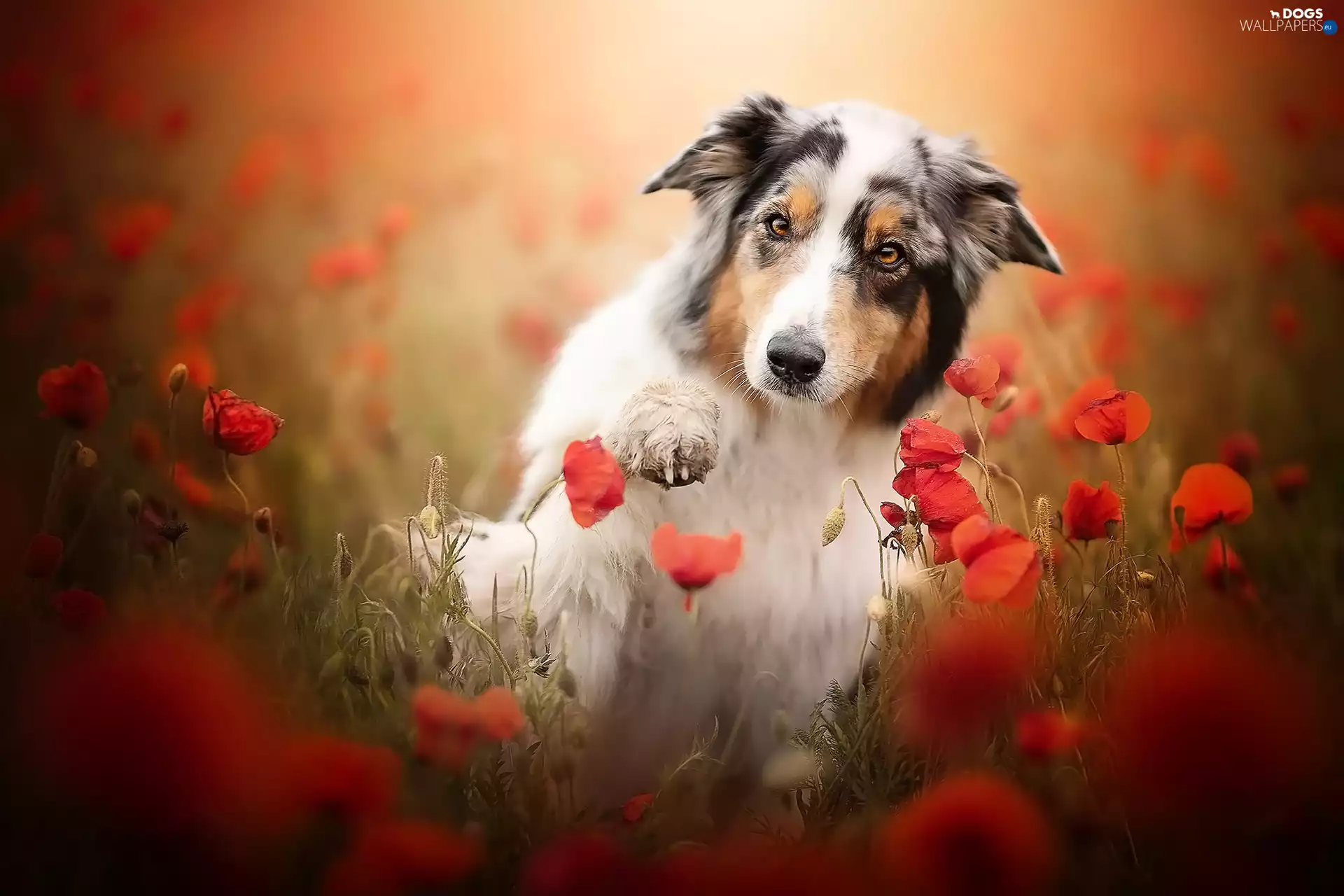 pud, papavers, Australian Shepherd, The raised, dog