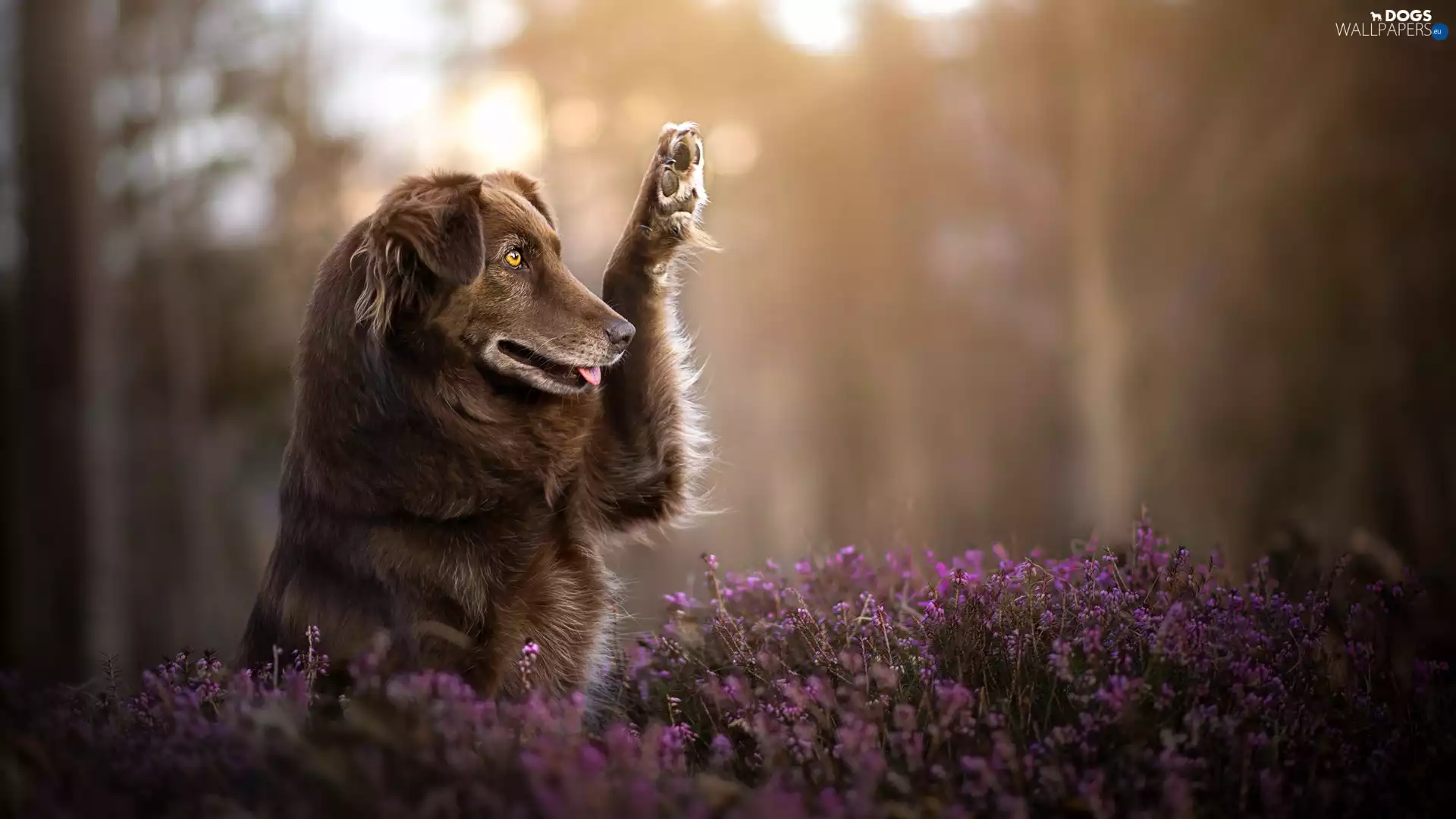 Australian Shepherd, Australian Shepherd, heather, Brown, dog
