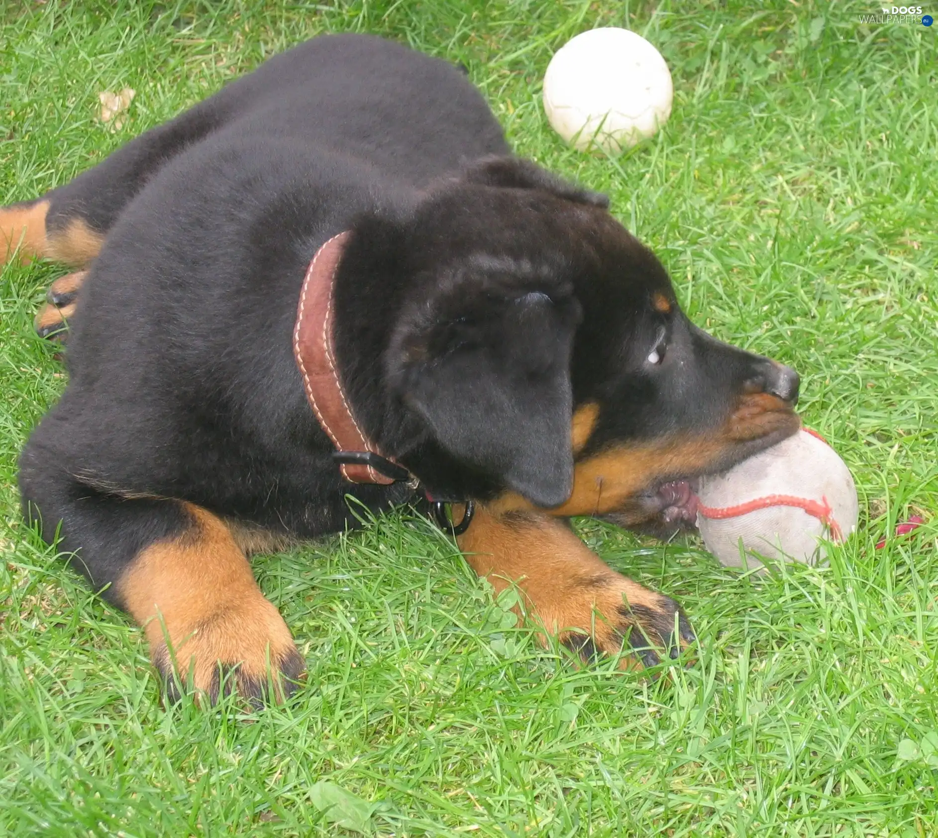 Shepherd French Beauceron, Ball, young