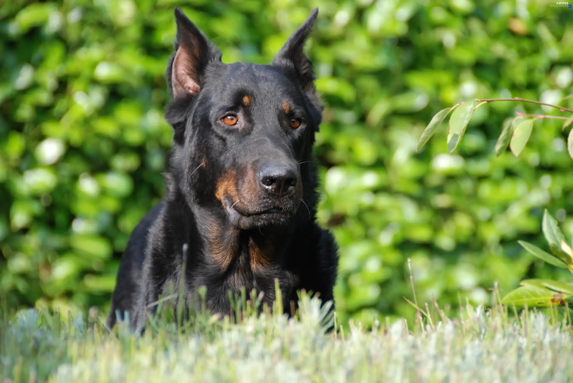 Shepherd French Beauceron, Head