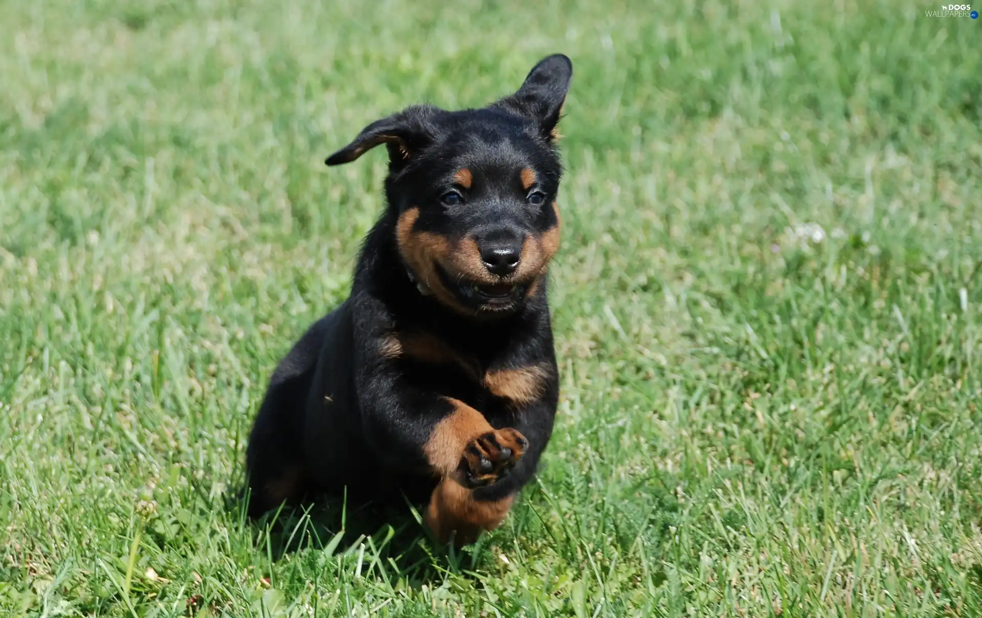 Shepherd French Beauceron, running