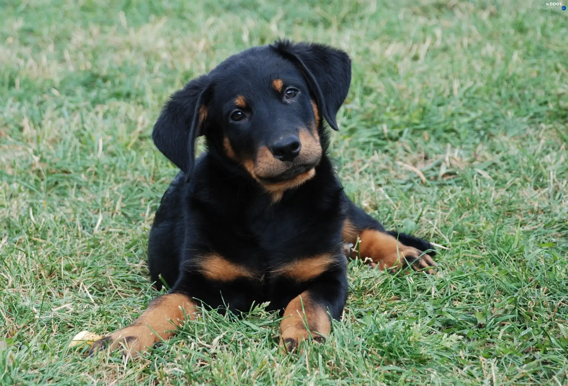 Shepherd French Beauceron, young