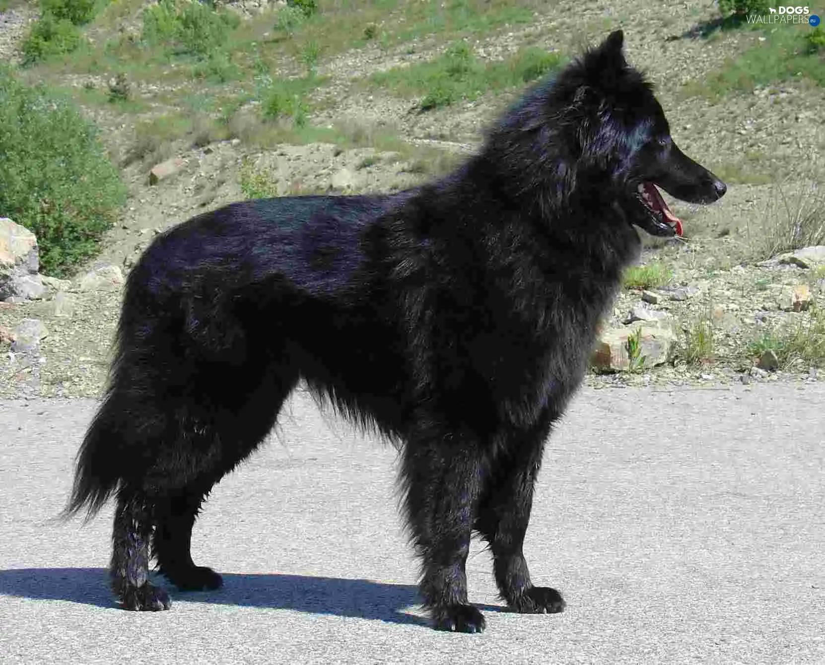 Belgian Shepherd Groenendael