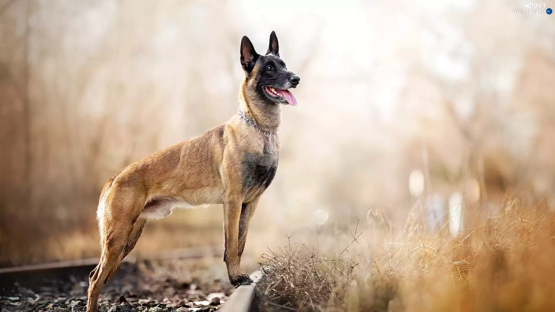 railway, Plants, Belgian Shepherd Malinois, ##, dog