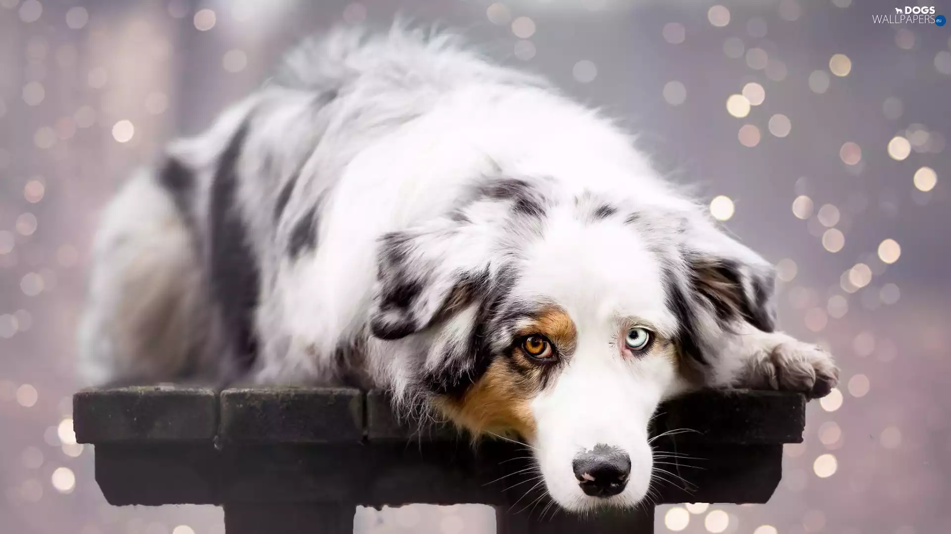 Bench, lying, Australian Shepherd