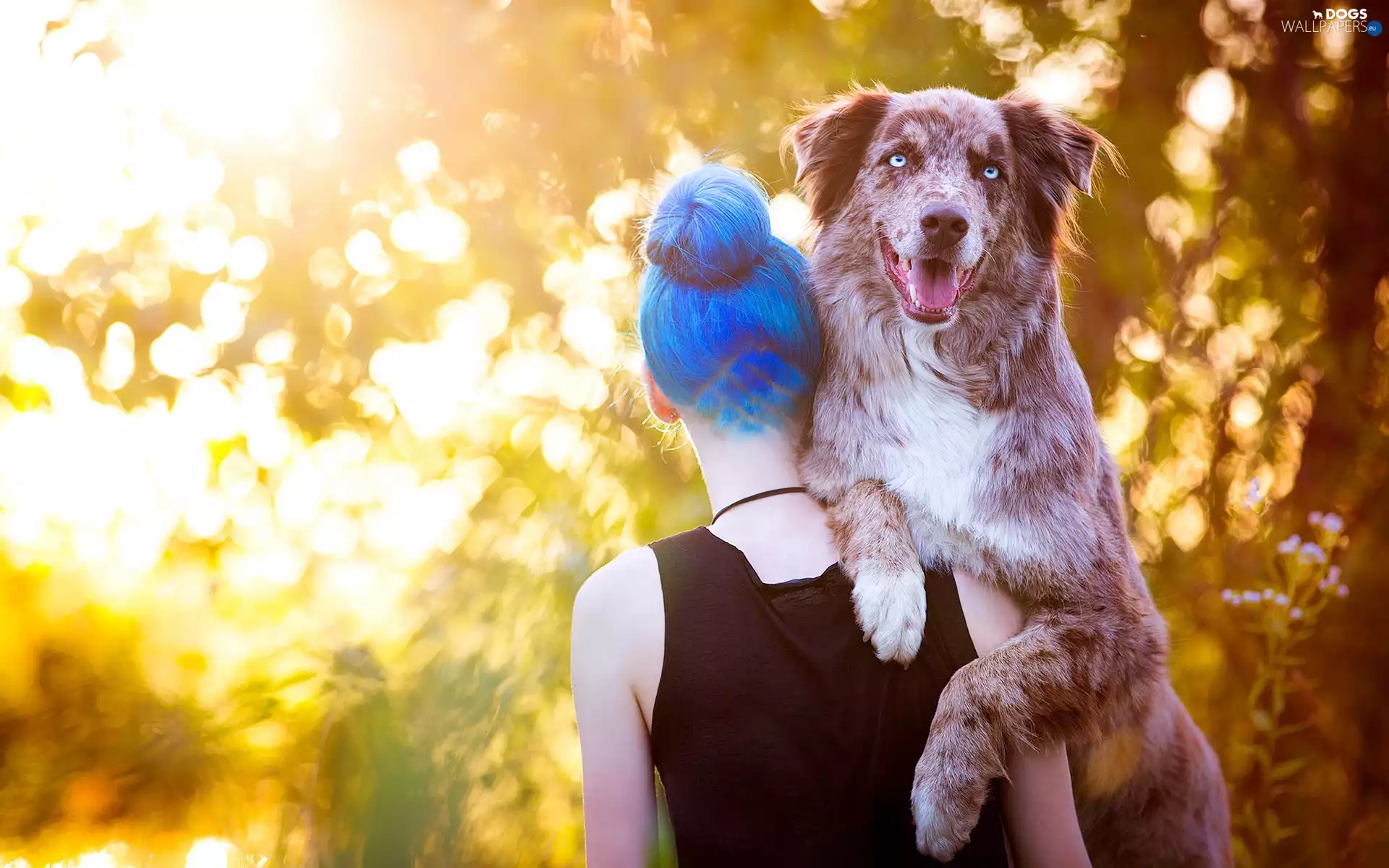 Australian Shepherd, Blue, Hair, Women