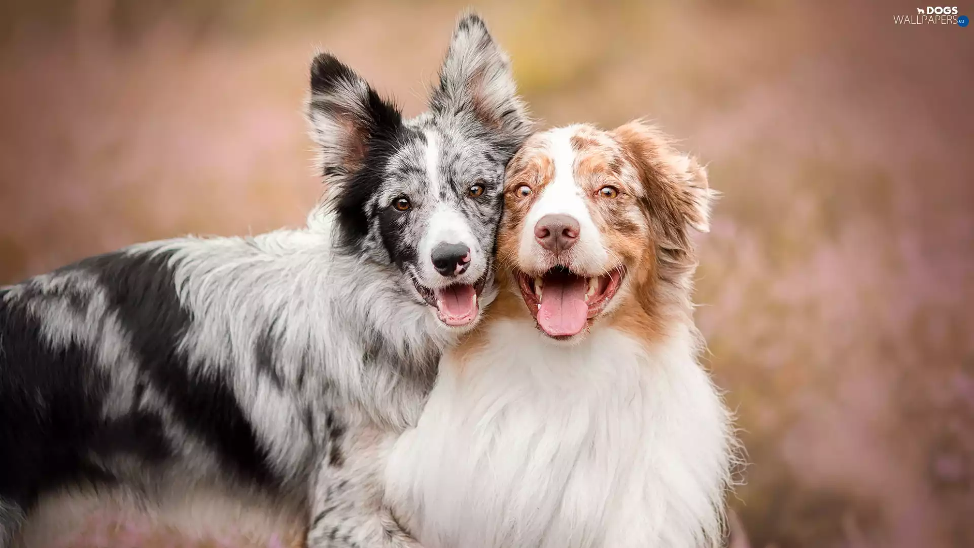 Border Collie, Australian Shepherd