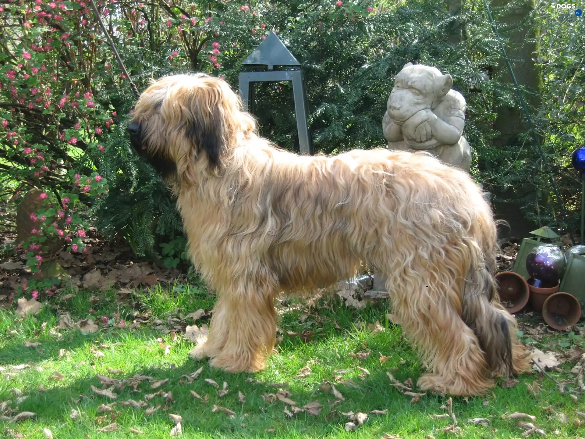 Shepherd French Briard