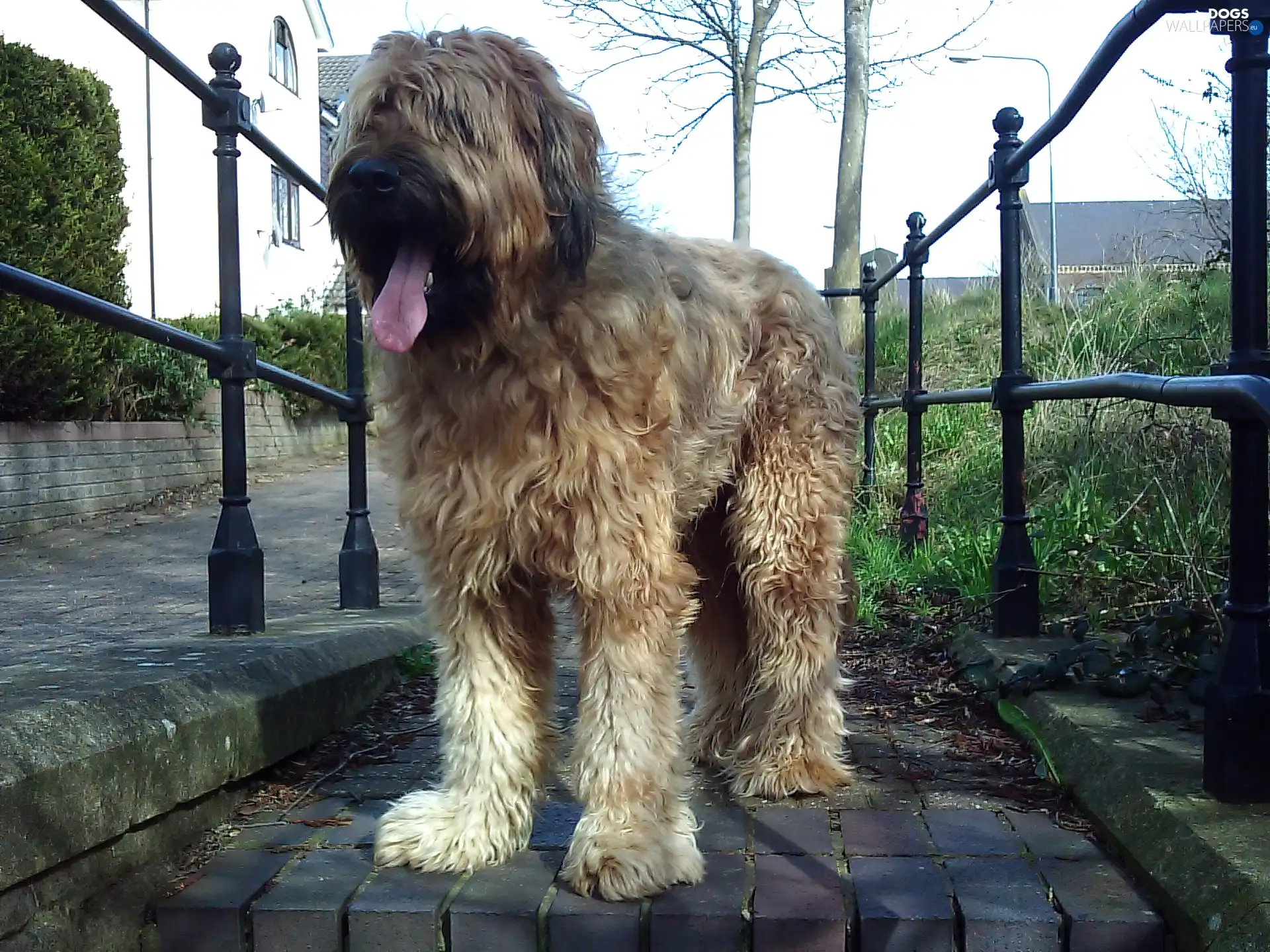 Shepherd French Briard, lightsome