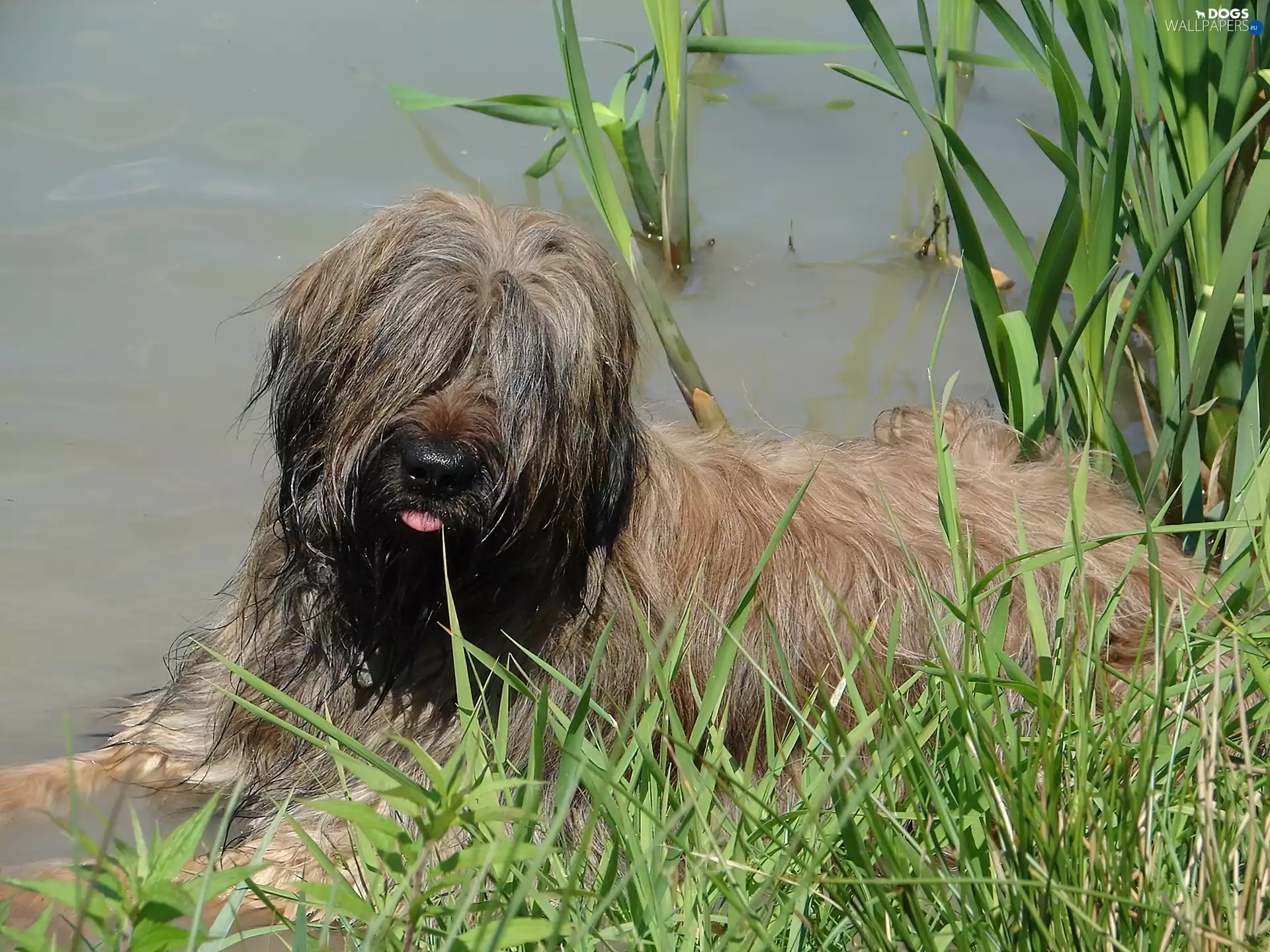 Shepherd French Briard
