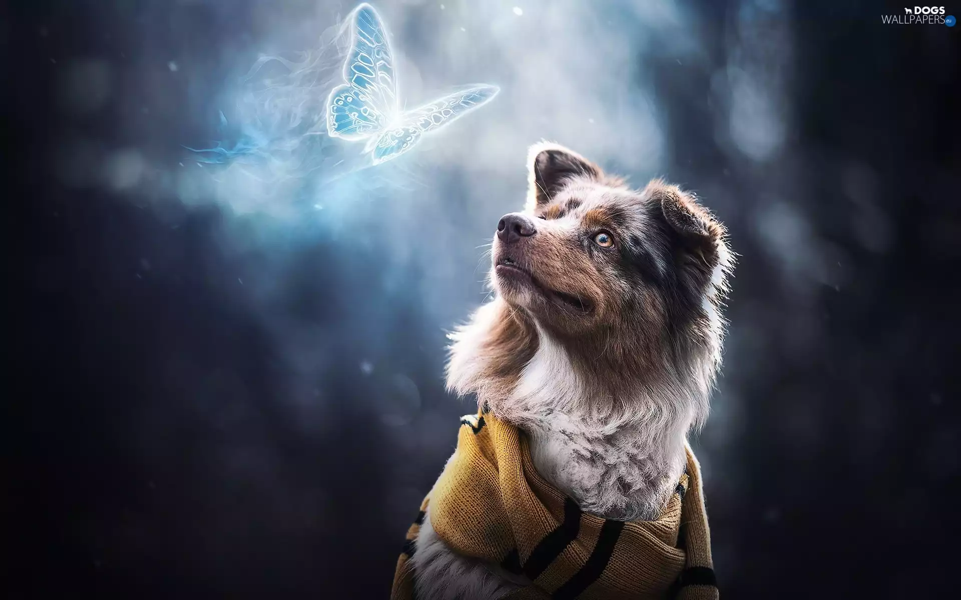 butterfly, dog, Australian Shepherd