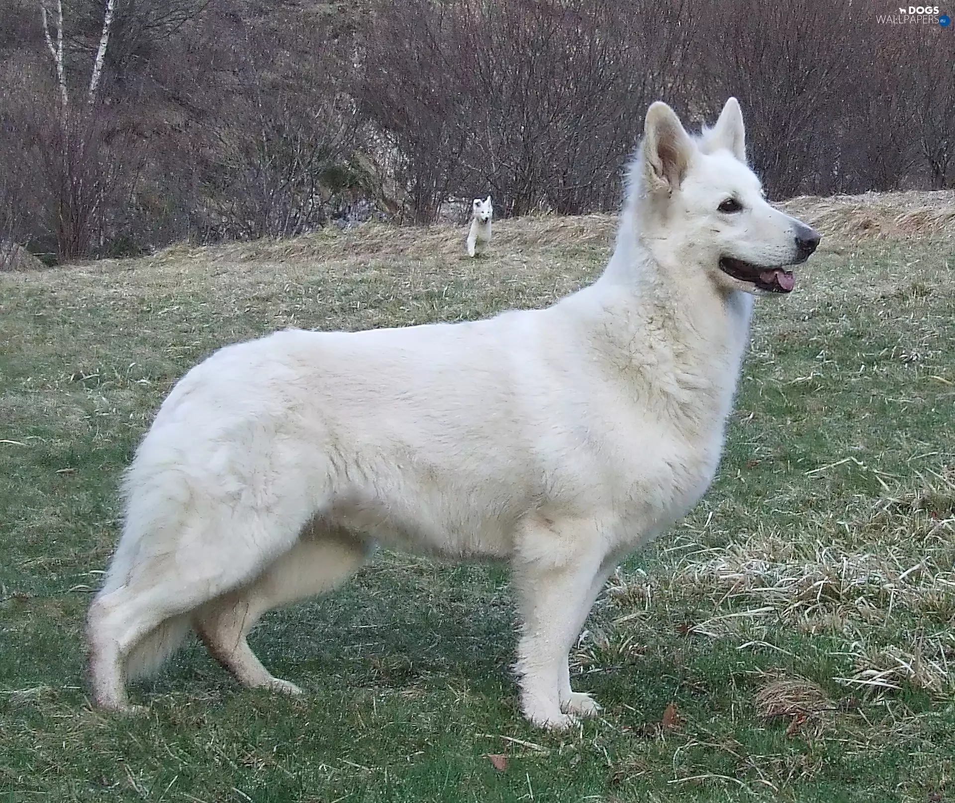 White Swiss Shepherd, Shepherd US-Canadian