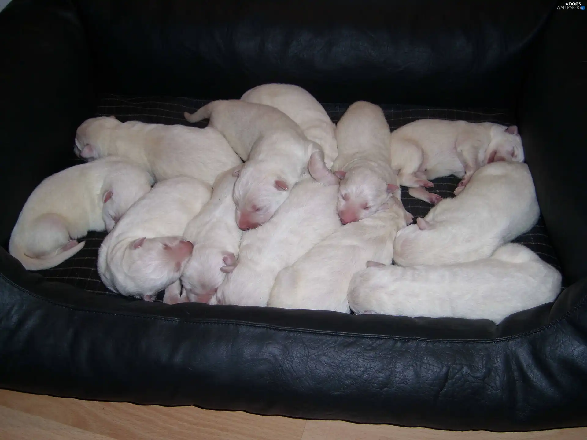 Shepherd US-Canadian, puppies