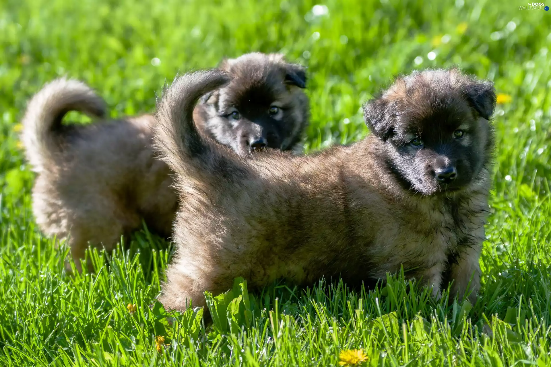 Two cars, Caucasian Shepherd Dog, grass, puppies