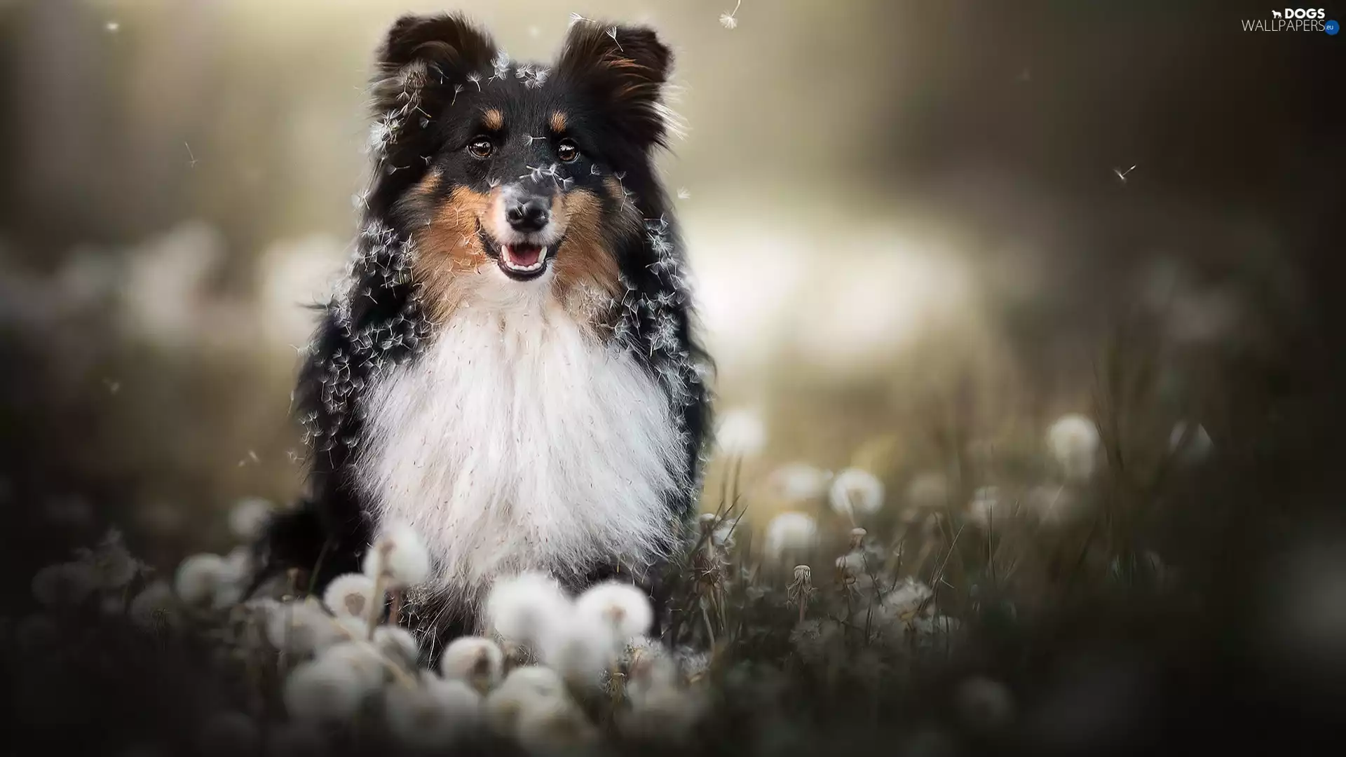 dandelions, dog, Scottish Shepherd