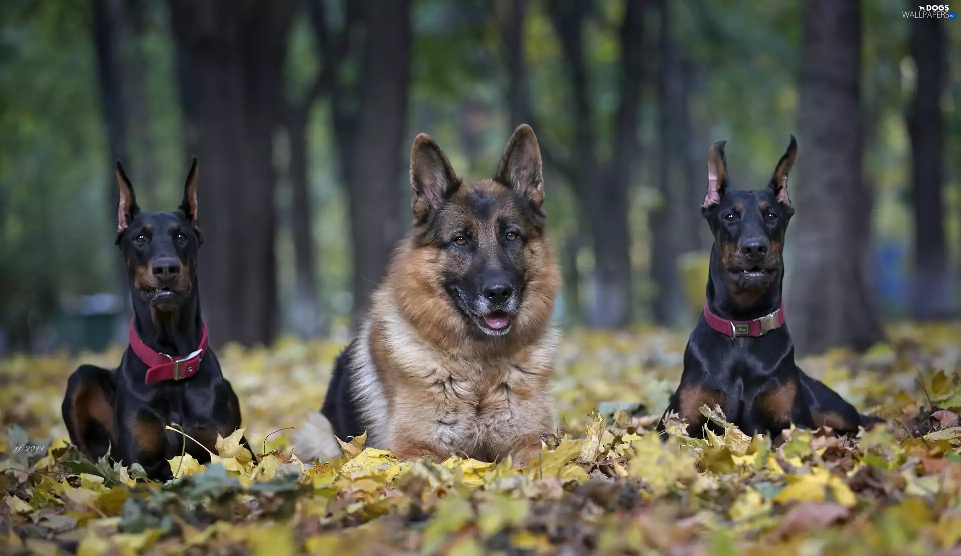 Morning walk, Dobermans, Leaf, autumn, Park, German Shepherd