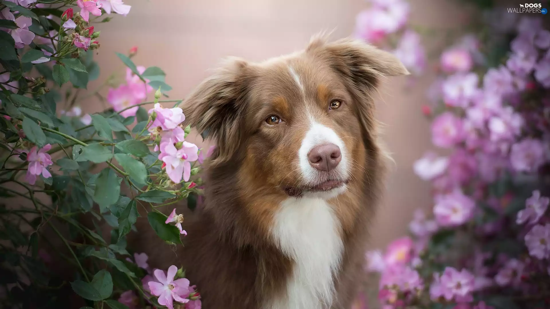 Bush, Flowers, Australian Shepherd, muzzle, dog