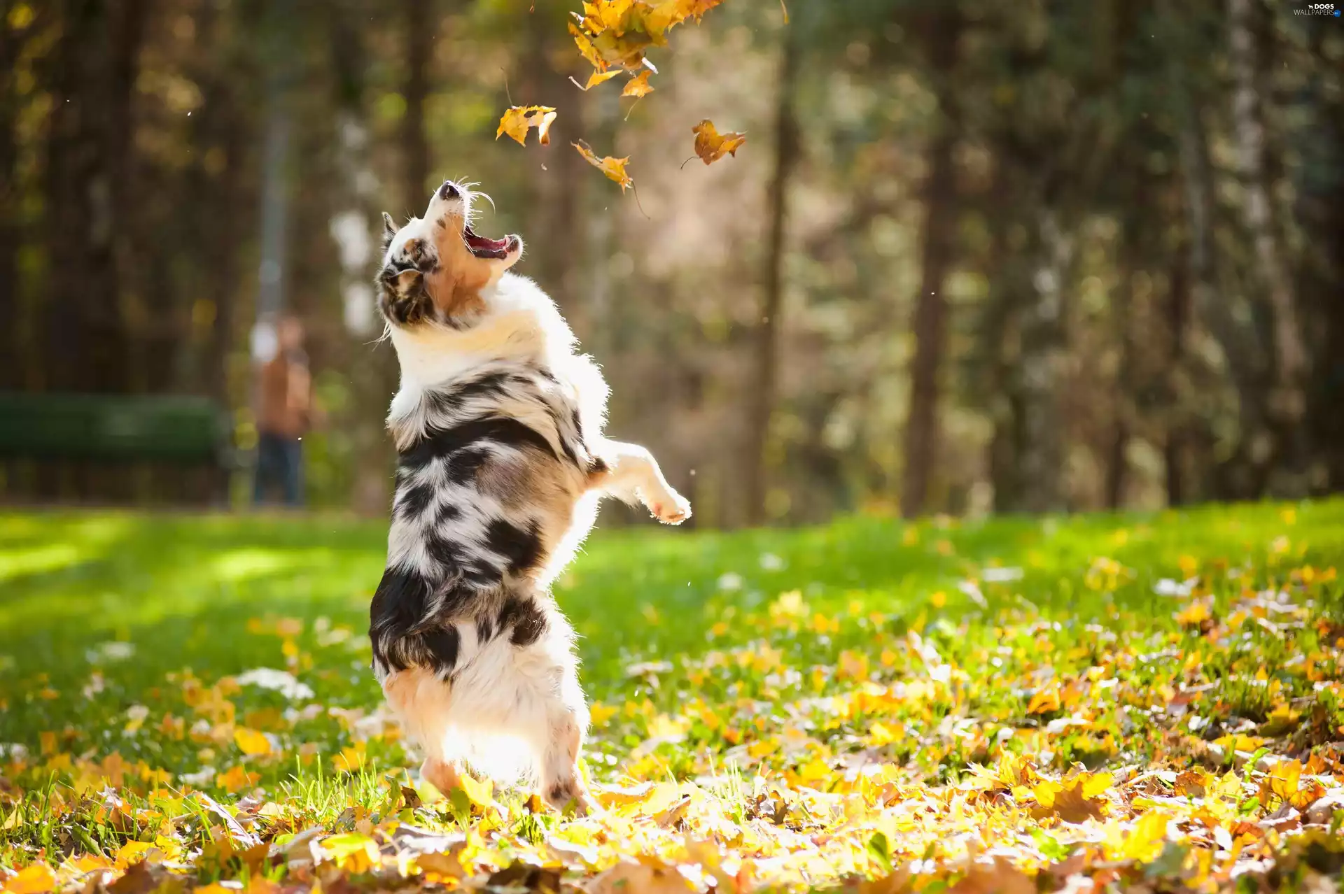 Catching, Leaves, Australian Shepherd, autumn, dog