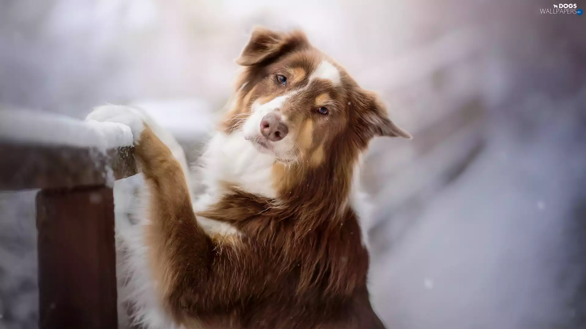 Fance, snow, Australian Shepherd, muzzle, dog