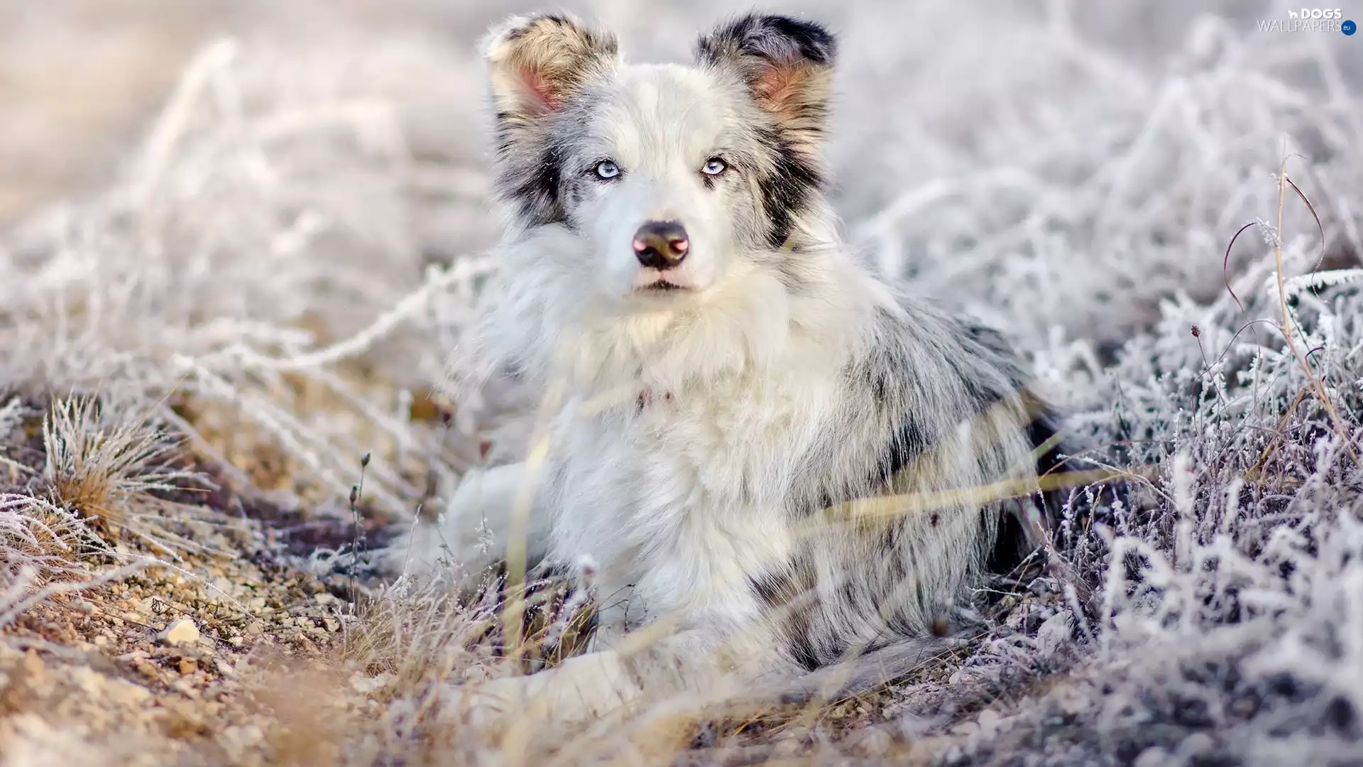 frosty, blades, Australian Shepherd, grass, dog