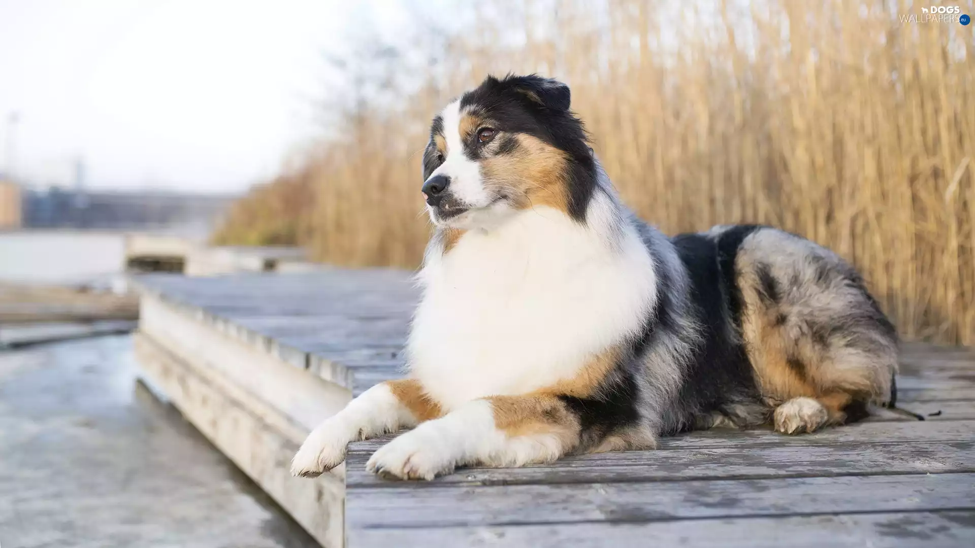 grass, water, Australian Shepherd, Platform, dog
