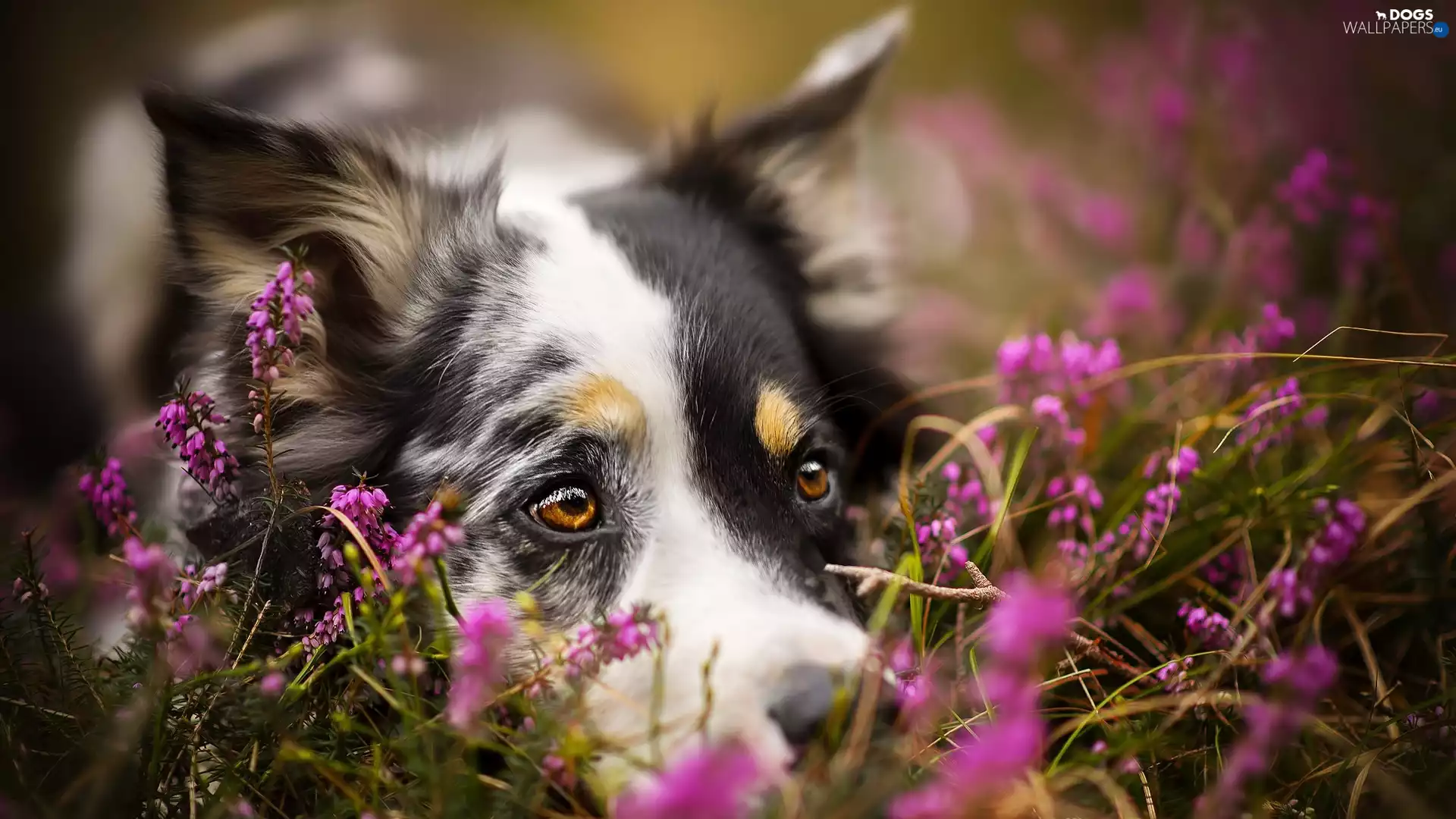 rapprochement, heathers, Australian Shepherd, muzzle, dog