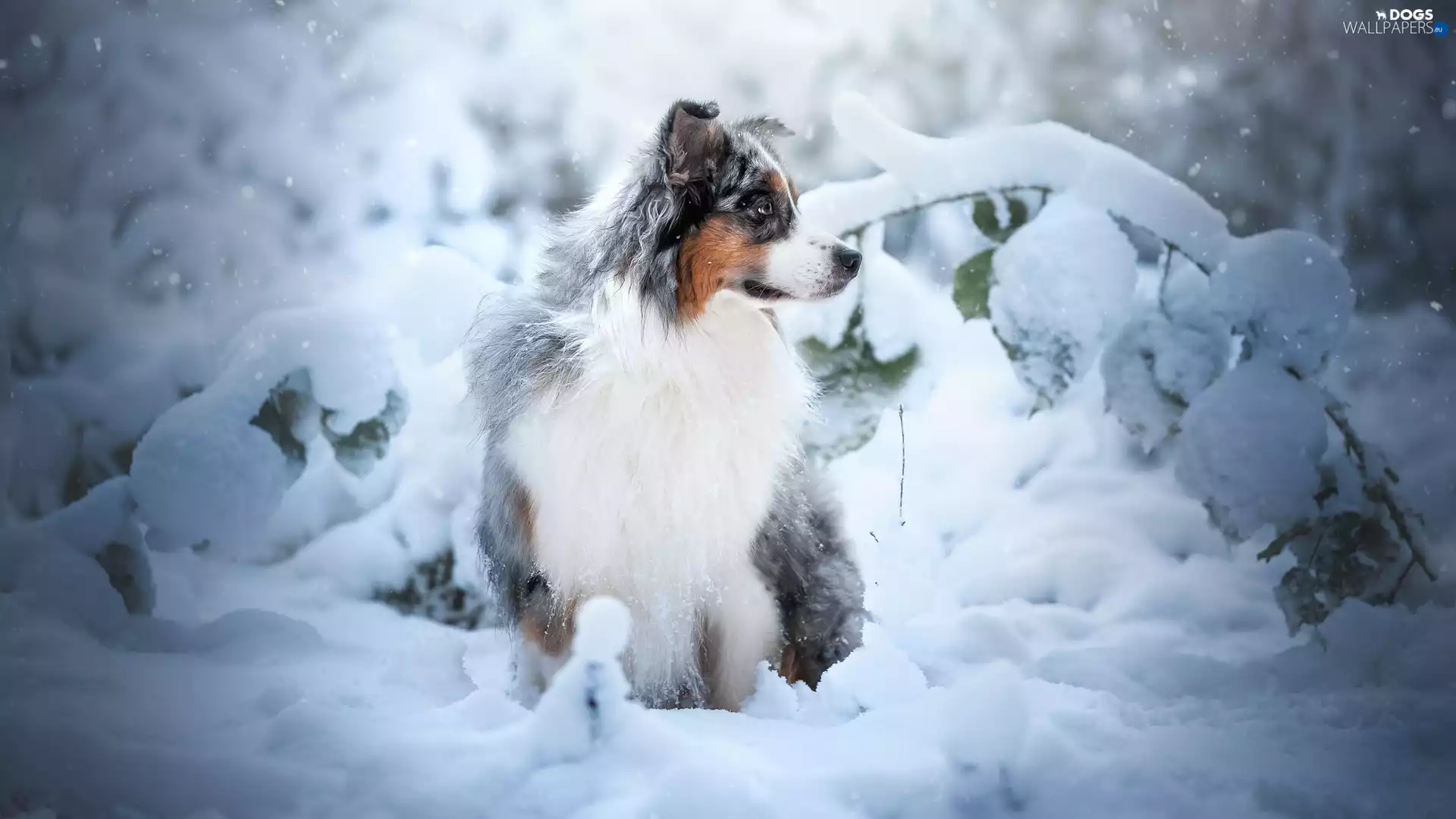 snow, winter, Australian Shepherd, Plants, dog