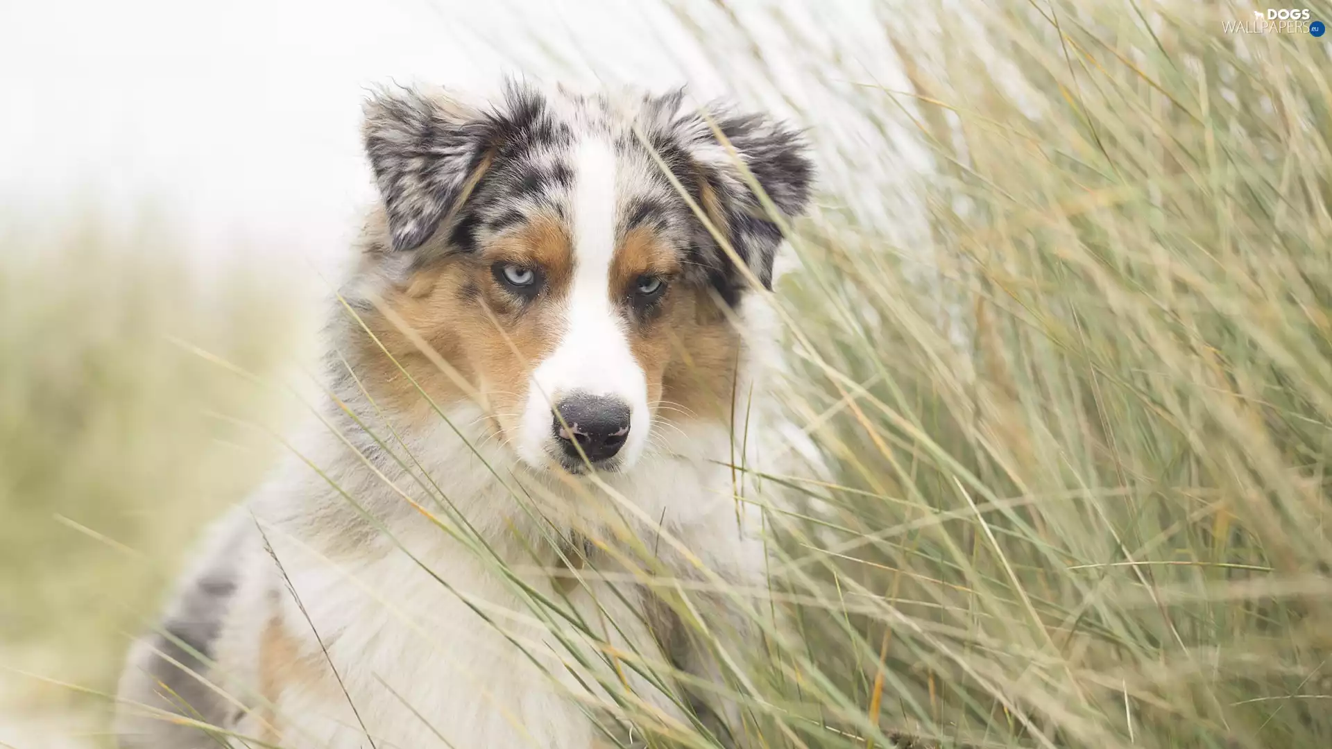 tall, grass, Australian Shepherd, muzzle, dog