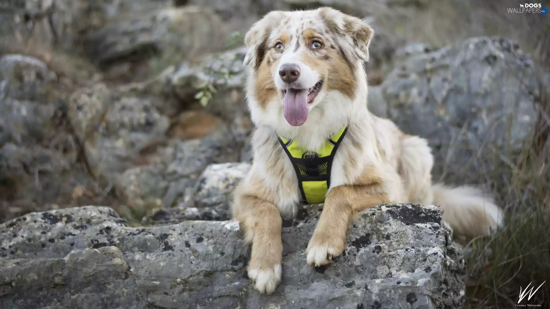 tongue, Stones, Australian Shepherd, muzzle, dog