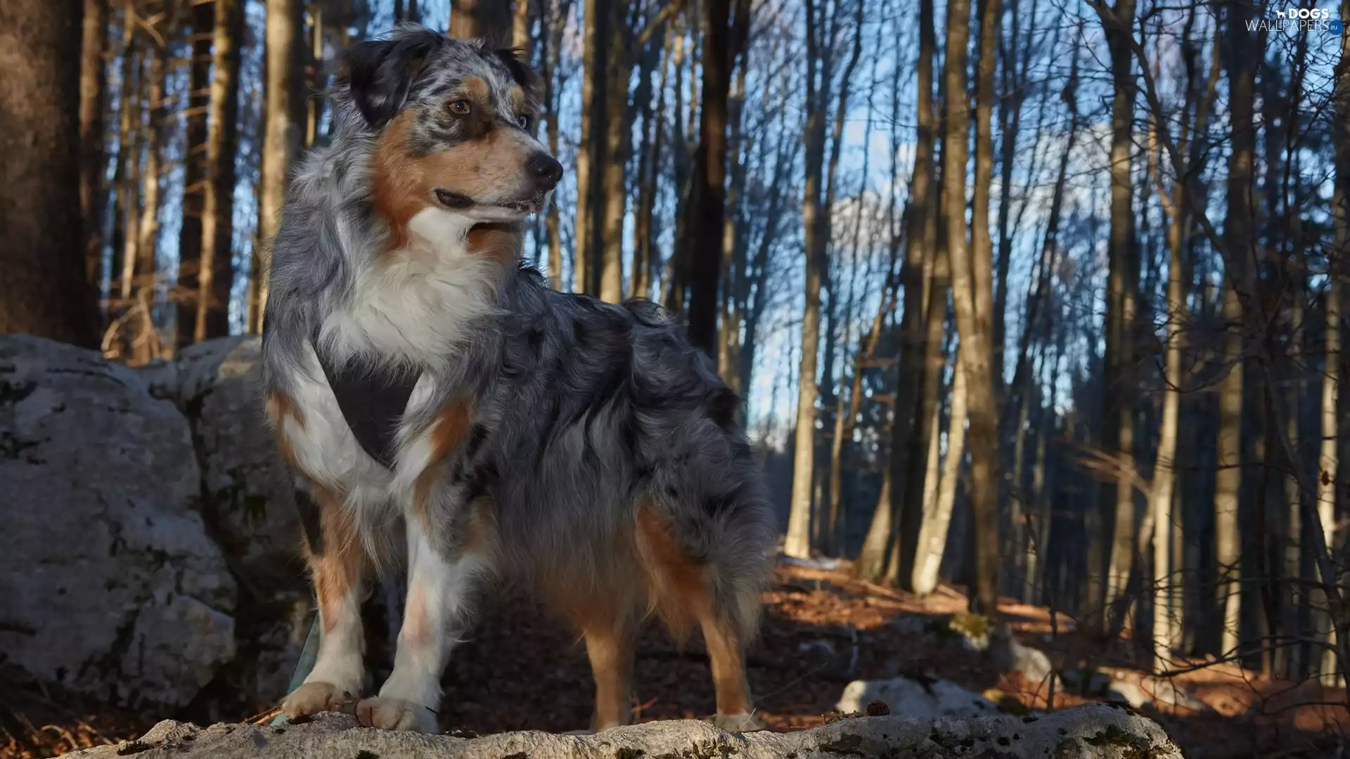 trees, viewes, Australian Shepherd, forest, dog