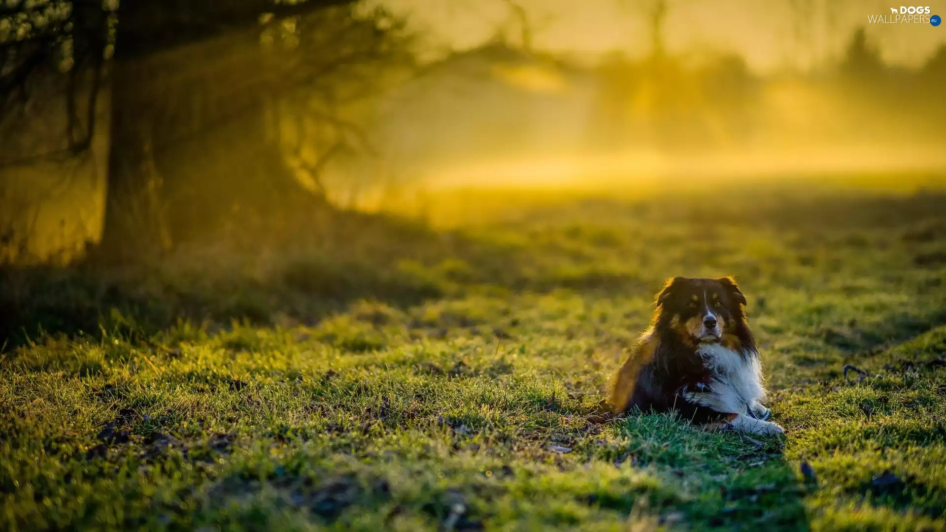 trees, viewes, Australian Shepherd, grass, dog