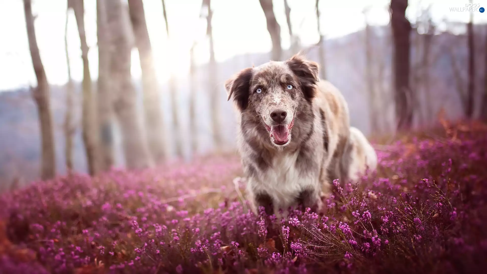 trees, viewes, Australian Shepherd, heather, dog