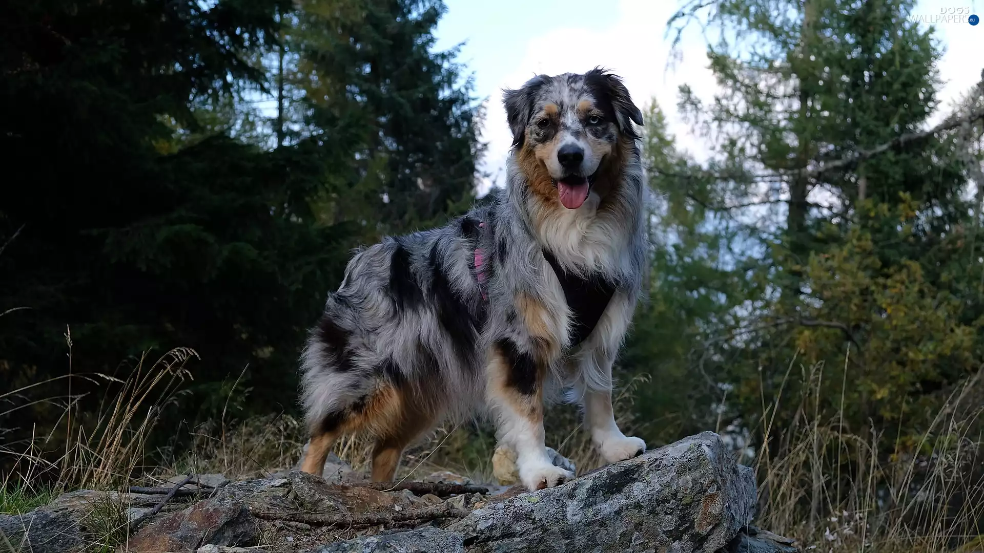viewes, Stone, Australian Shepherd, trees, dog
